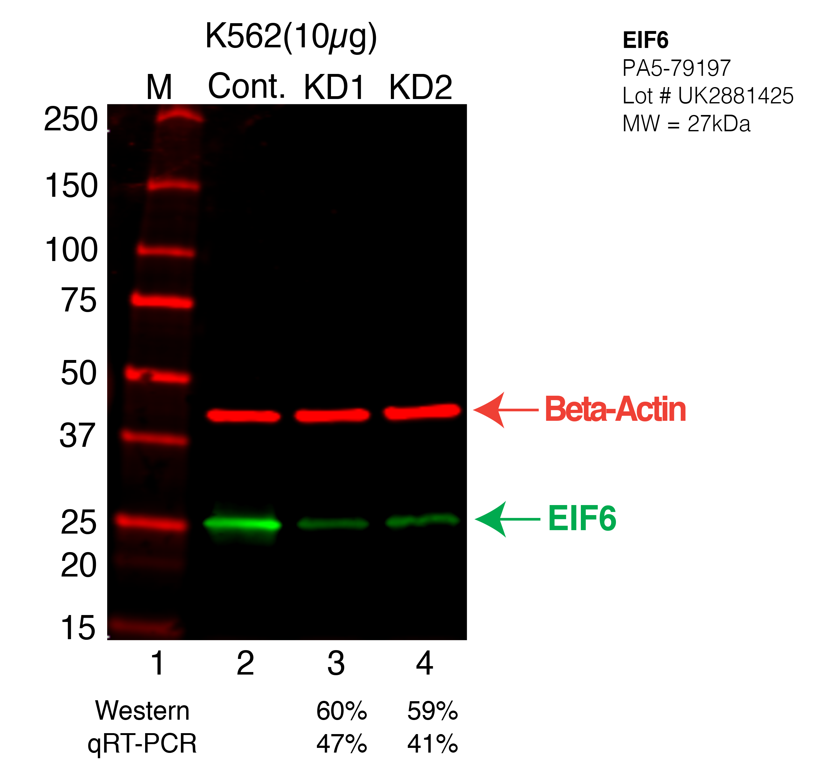 EIF6-K562-CRISPR-PA5-79197.png<br>Caption: Western blot following CRISPR against EIF6 in K562 whole cell lysate using EIF6 specific antibody. Lane 1 is a ladder, lane 2 is K562 non-targeting control knockdown, lane 3 and 4 are two different CRISPR against EIF6. EIF6 protein appears as the green arrow, Beta-actin serves as a control and appears in red arrow.