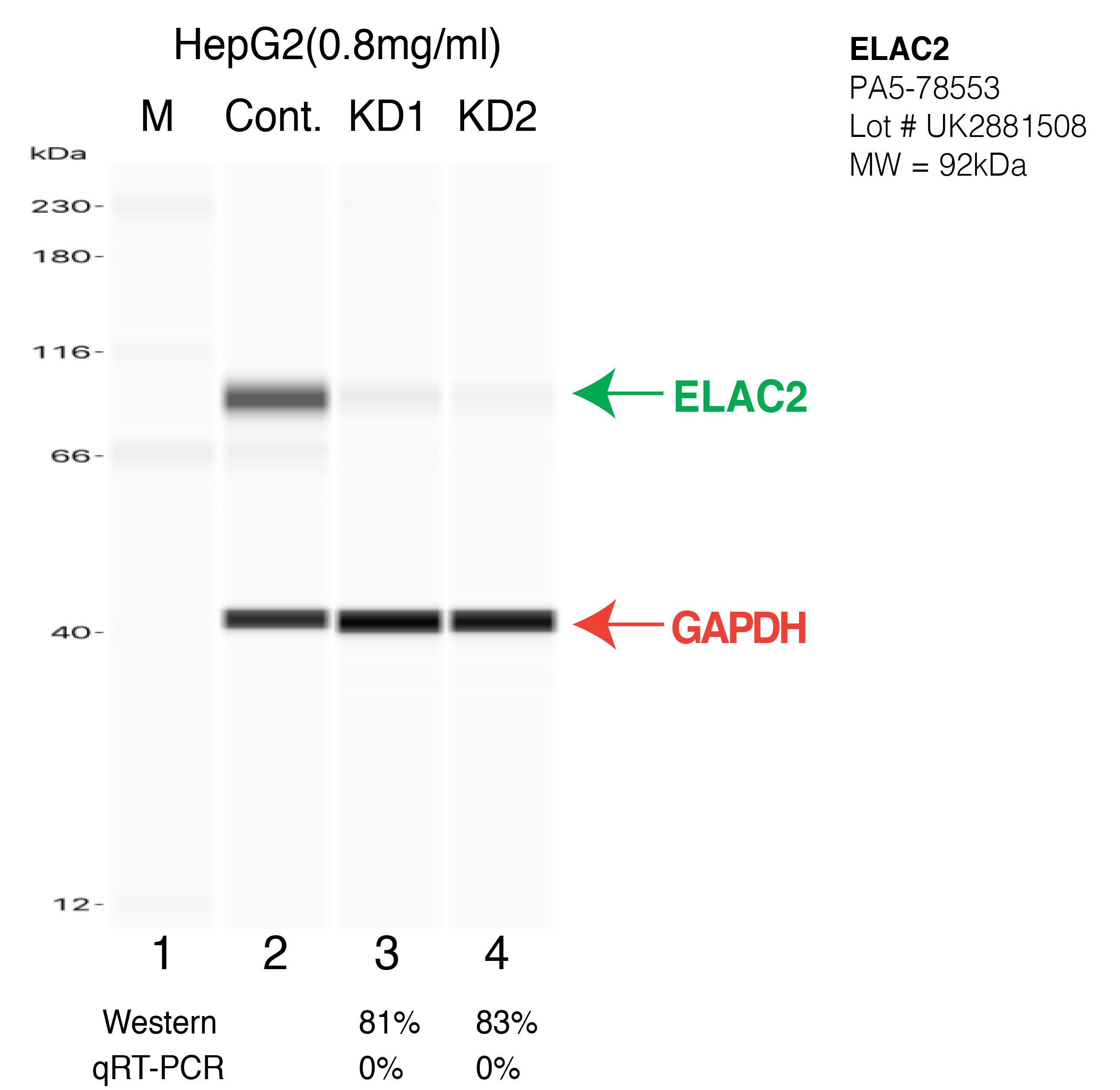 ELAC2-HEPG2-CRISPR-PA5-78553.png<br>Caption: Western blot following CRISPR against ELAC2 in HepG2 whole cell lysate using ELAC2 specific antibody. Lane 1 is a ladder, lane 2 is HepG2 non-targeting control knockdown, lane 3 and 4 are two different CRISPR against ELAC2. ELAC2 protein appears as the green arrow, GAPDH serves as a control and appears in red arrow.