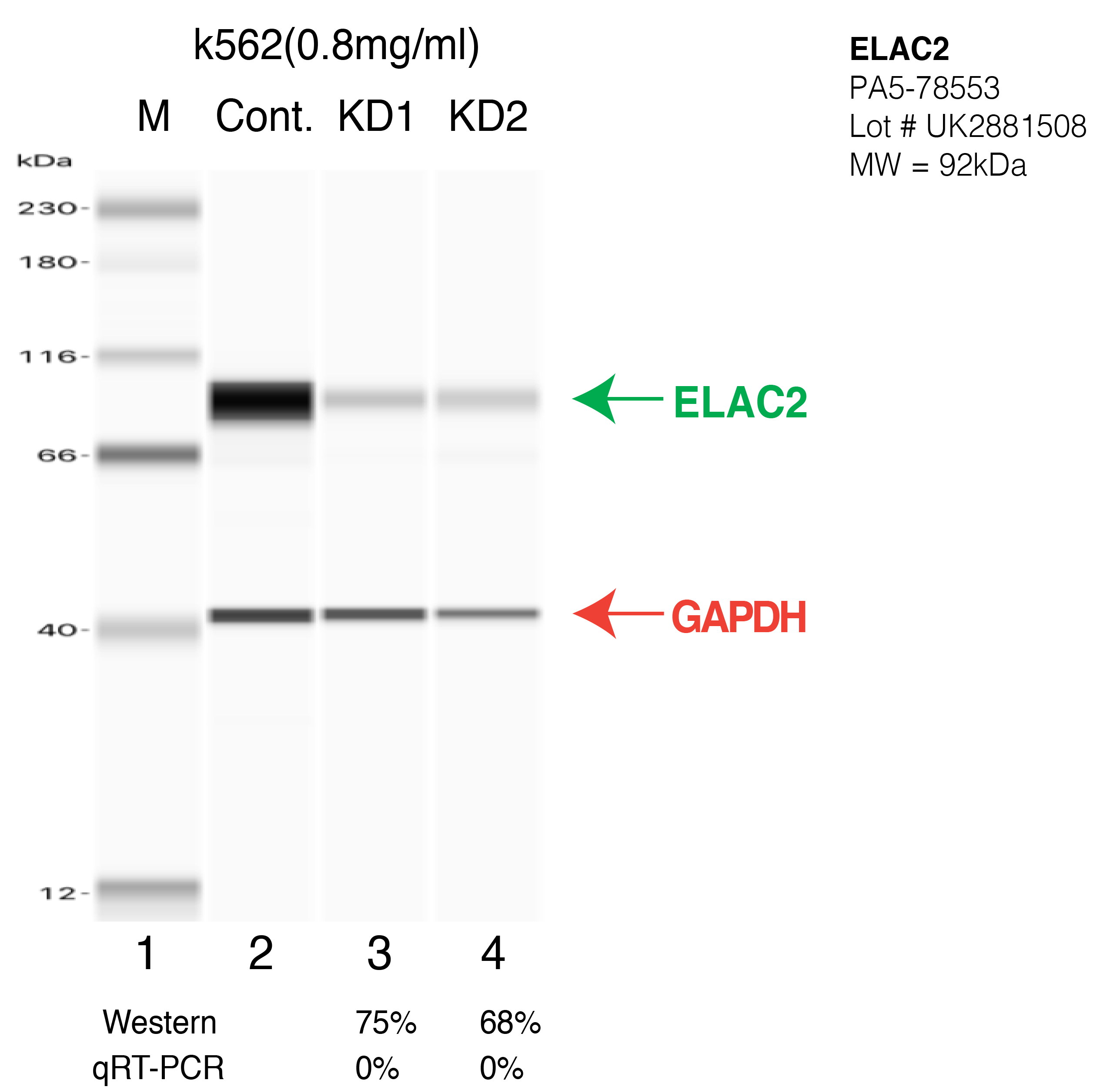 ELAC2-k562-CRISPR-PA5-78553.png<br>Caption: Western blot following CRISPR against ELAC2 in K562 whole cell lysate using ELAC2 specific antibody. Lane 1 is a ladder, lane 2 is K562 non-targeting control knockdown, lane 3 and 4 are two different CRISPR against ELAC2. ELAC2 protein appears as the green arrow, GAPDH serves as a control and appears in red arrow.