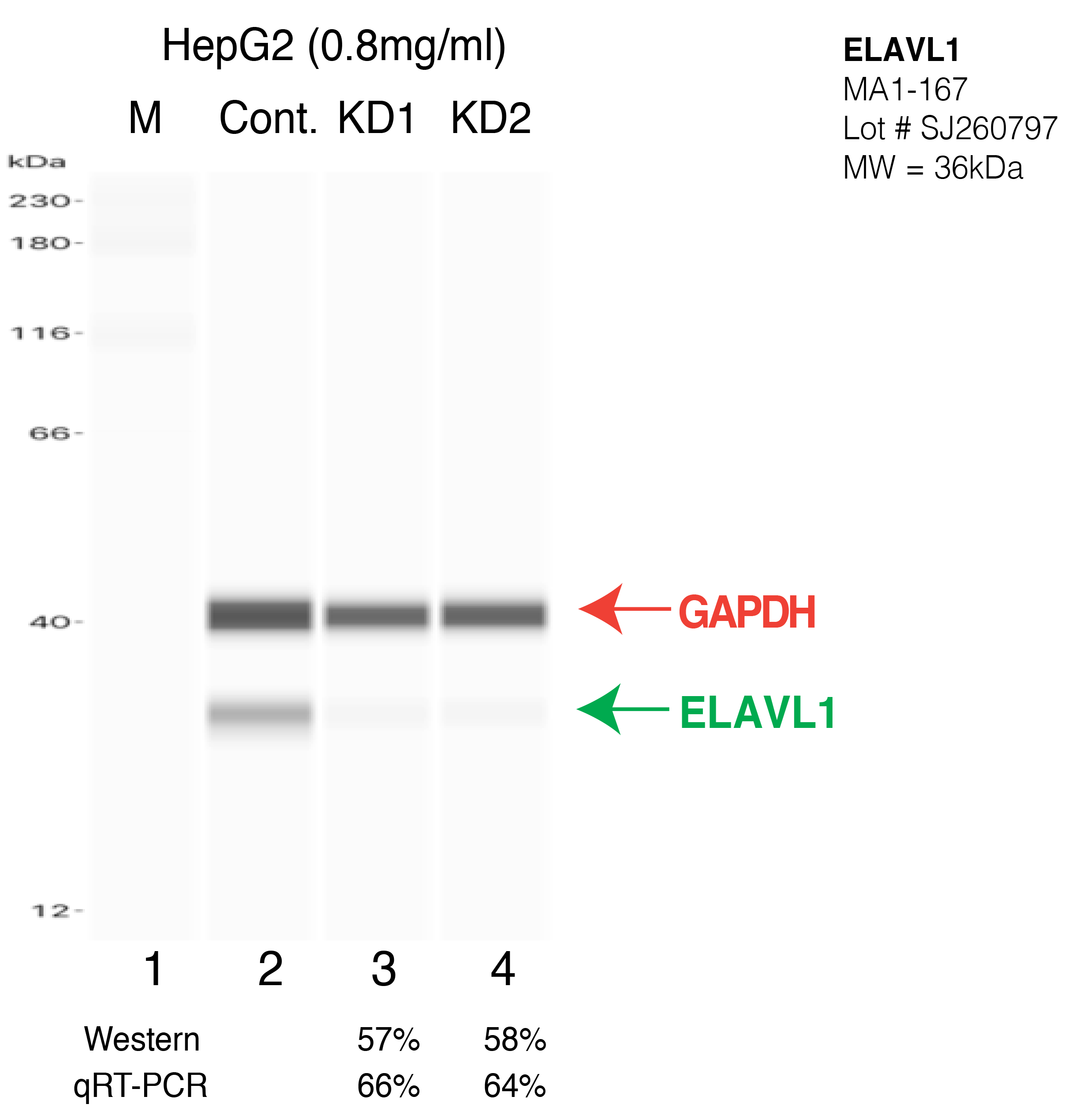 ELAVL1-HEPG2-CRISPR.png<br>Caption: Western blot following CRISPR against ELAVL1 in HepG2 whole cell lysate using ELAVL1 specific antibody. Lane 1 is a ladder, lane 2 is HepG2 non-targeting control knockdown, lane 3 and 4 are two different CRISPR against ELAVL1. ELAVL1 protein appears as the green arrow, GAPDH serves as a control and appears in red arrow.