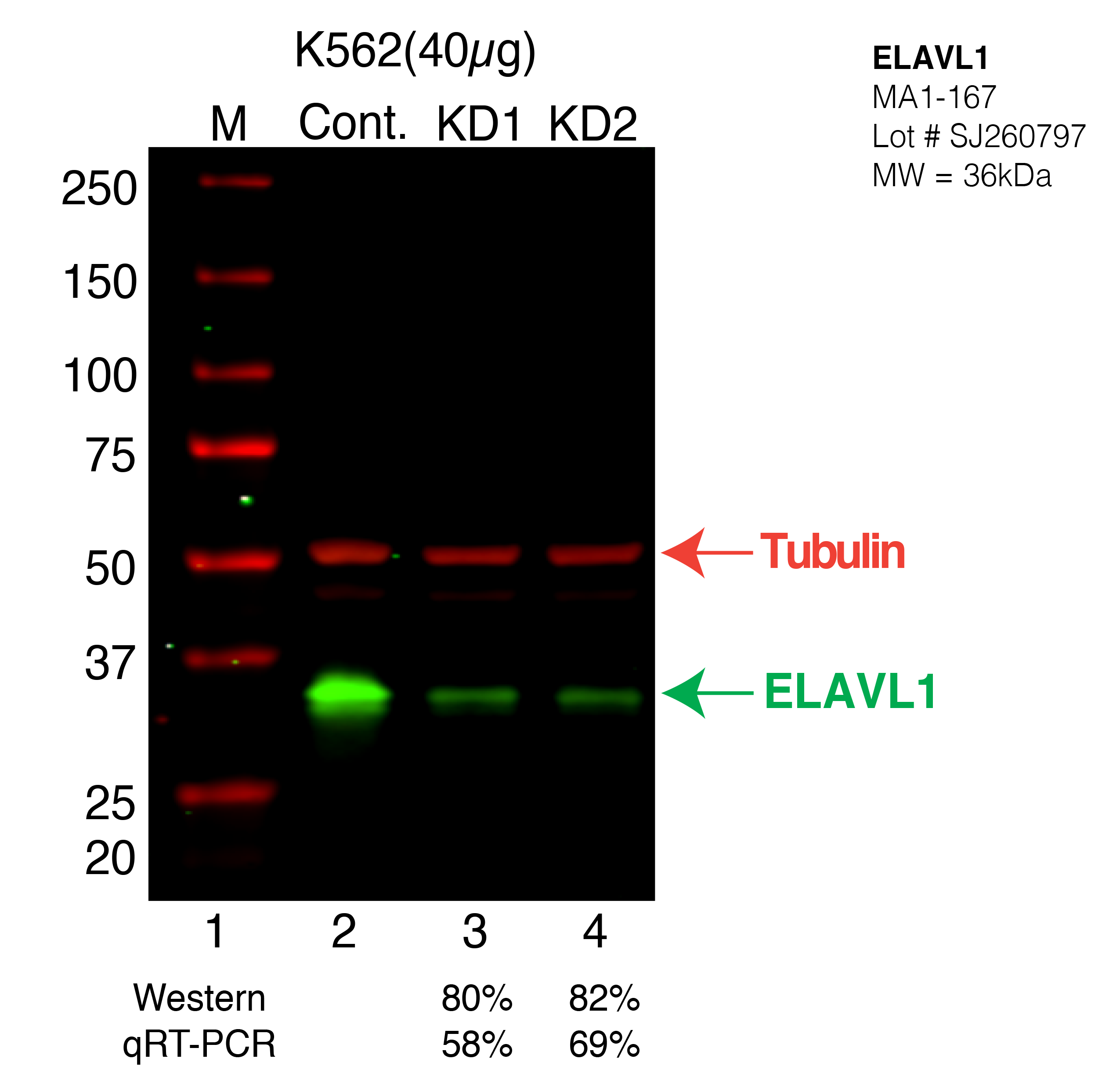 ELAVL1-K562-CRISPR.png<br>Caption: Western blot following CRISPR against ELAVL1 in K562 whole cell lysate using ELAVL1 specific antibody. Lane 1 is a ladder, lane 2 is K562 non-targeting control knockdown, lane 3 and 4 are two different CRISPR against ELAVL1. ELAVL1 protein appears as the green arrow, Tubulin serves as a control and appears in red arrow.