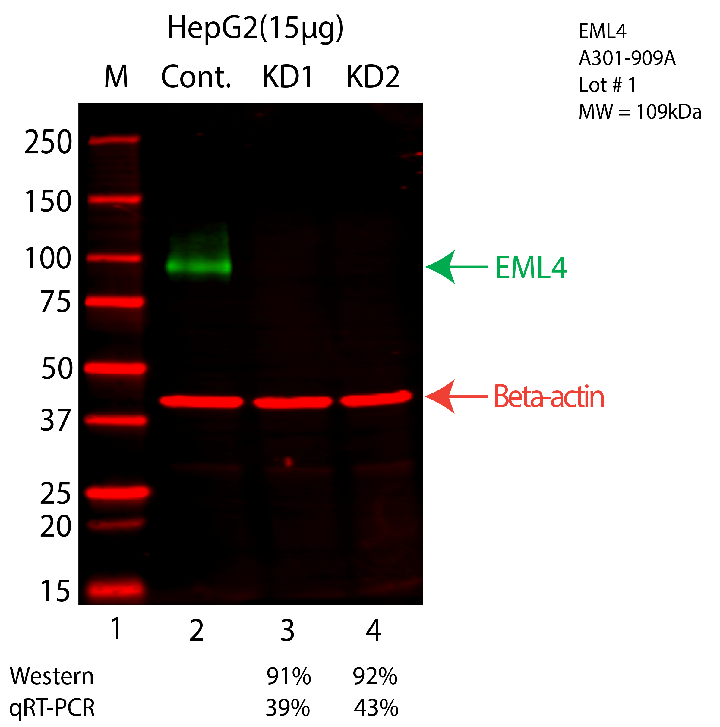 EML4-HEPG2-CRISPR-A301-909A.png<br>Caption: Western blot following CRISPR against EML4 in HepG2 whole cell lysate using EML4 specific antibody. Lane 1 is a ladder, lane 2 is HepG2 non-targeting control knockdown, lane 3 and 4 are two different CRISPR against EML4. EML4 protein appears as the green arrow, Beta-actin serves as a control and appears in red arrow.