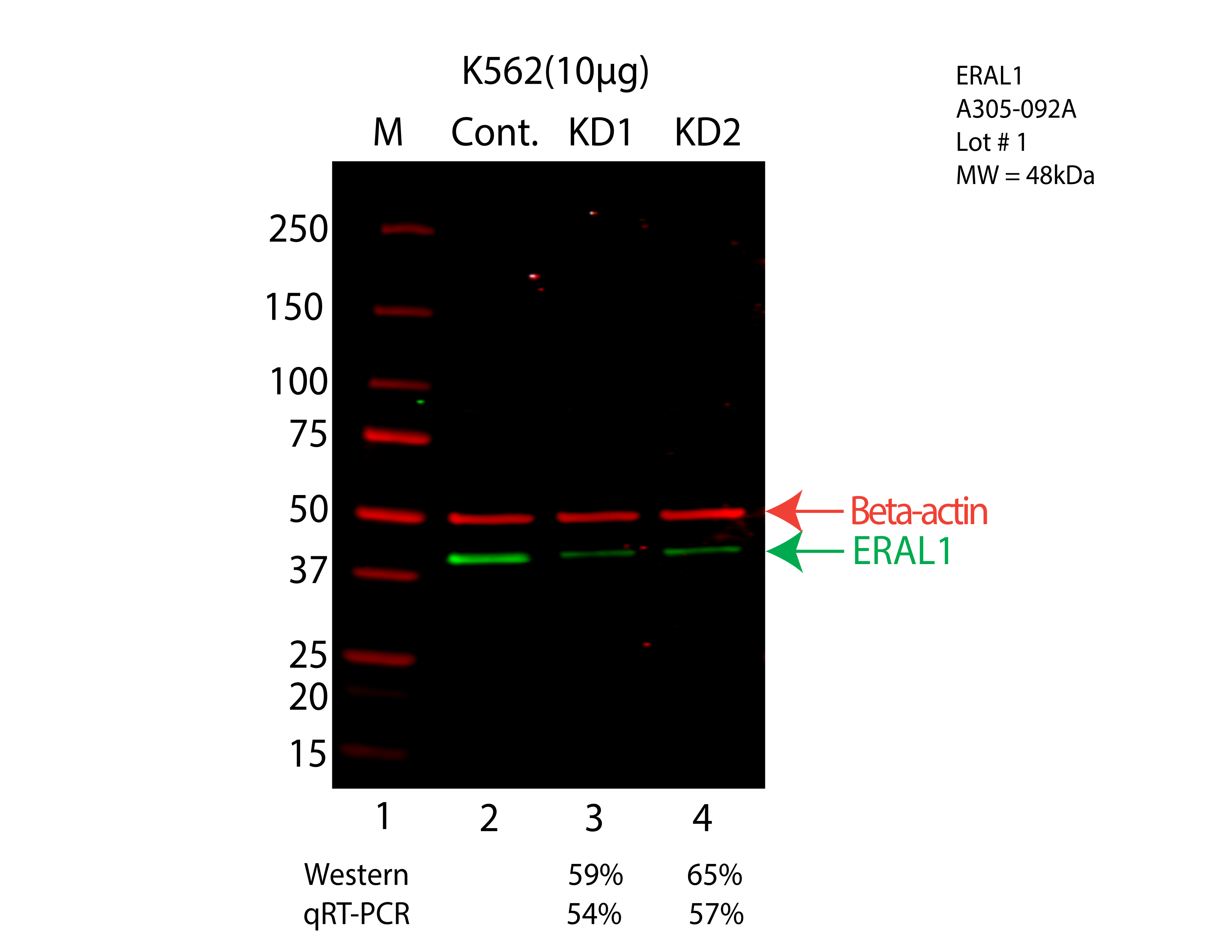 ERAL1-K562-CRISPR-A305-092A.png<br>Caption: Western blot following CRISPR against ERAL1 in K562 whole cell lysate using ERAL1 specific antibody. Lane 1 is a ladder, lane 2 is K562 non-targeting control knockdown, lane 3 and 4 are two different CRISPR against ERAL1. ERAL1 protein appears as the green arrow, Beta-actin serves as a control and appears in red arrow.