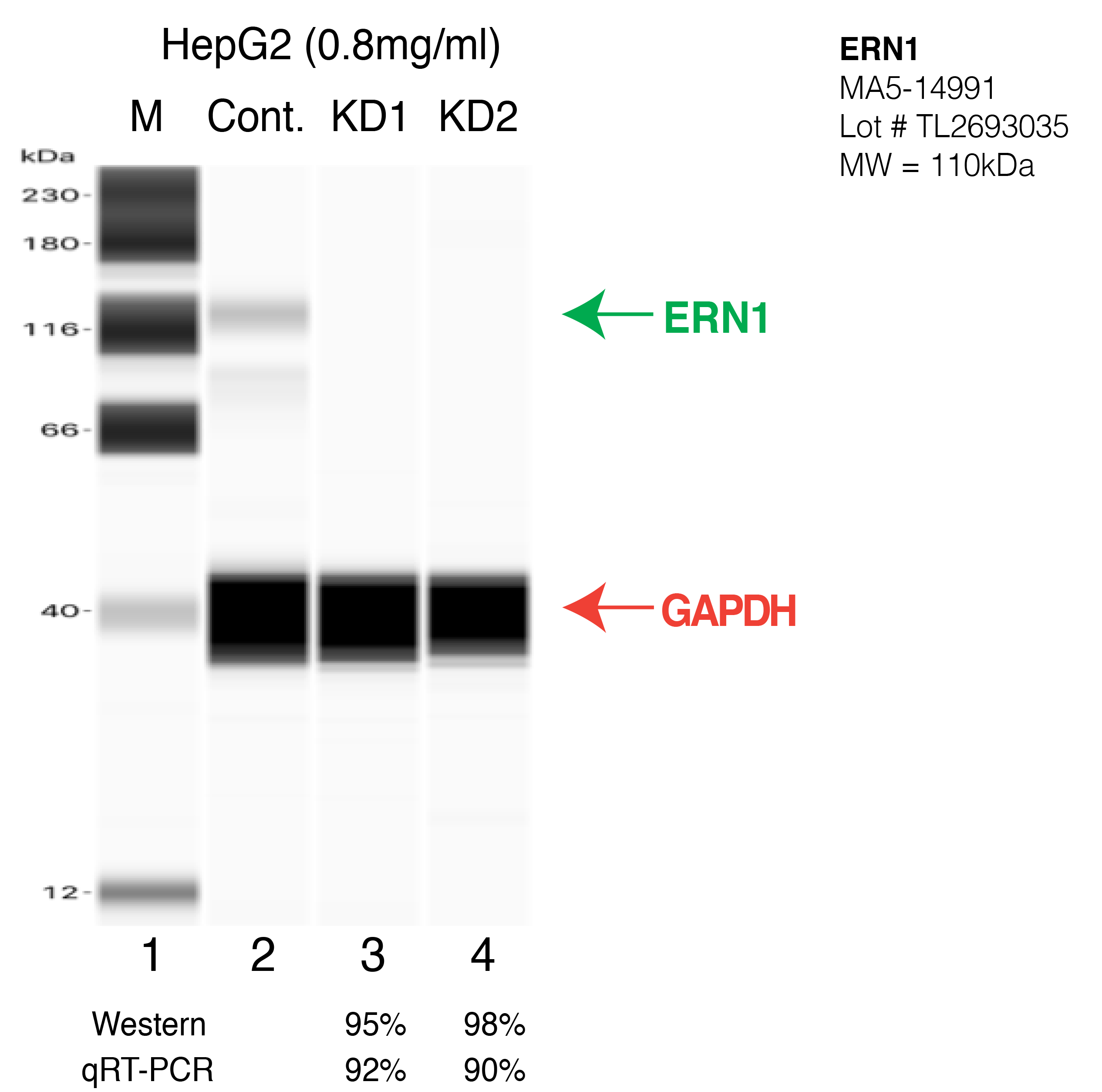 ERN1-HEPG2-CRISPR-MA5-14991.png<br>Caption: Western blot following CRISPR against ERN1 in HepG2 whole cell lysate using ERN1 specific antibody. Lane 1 is a ladder, lane 2 is HepG2 non-targeting control knockdown, lane 3 and 4 are two different CRISPR against ERN1. ERN1 protein appears as the green arrow, GAPDH serves as a control and appears in red arrow.