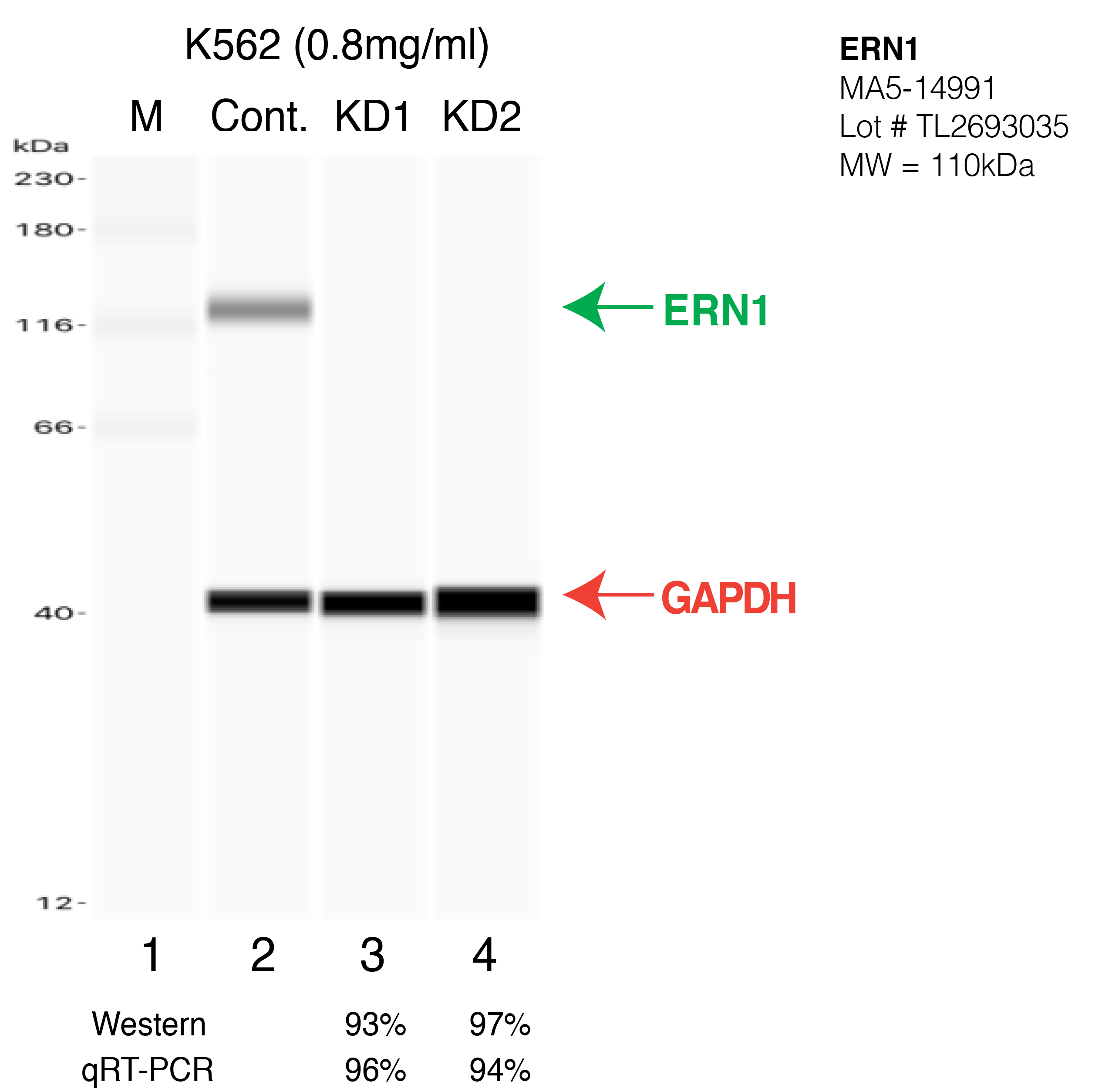 ERN1-K562-CRISPR-MA5-14991.png<br>Caption: Western blot following CRISPR against ERN1 in K562 whole cell lysate using ERN1 specific antibody. Lane 1 is a ladder, lane 2 is K562 non-targeting control knockdown, lane 3 and 4 are two different CRISPR against ERN1. ERN1 protein appears as the green arrow, GAPDH serves as a control and appears in red arrow.