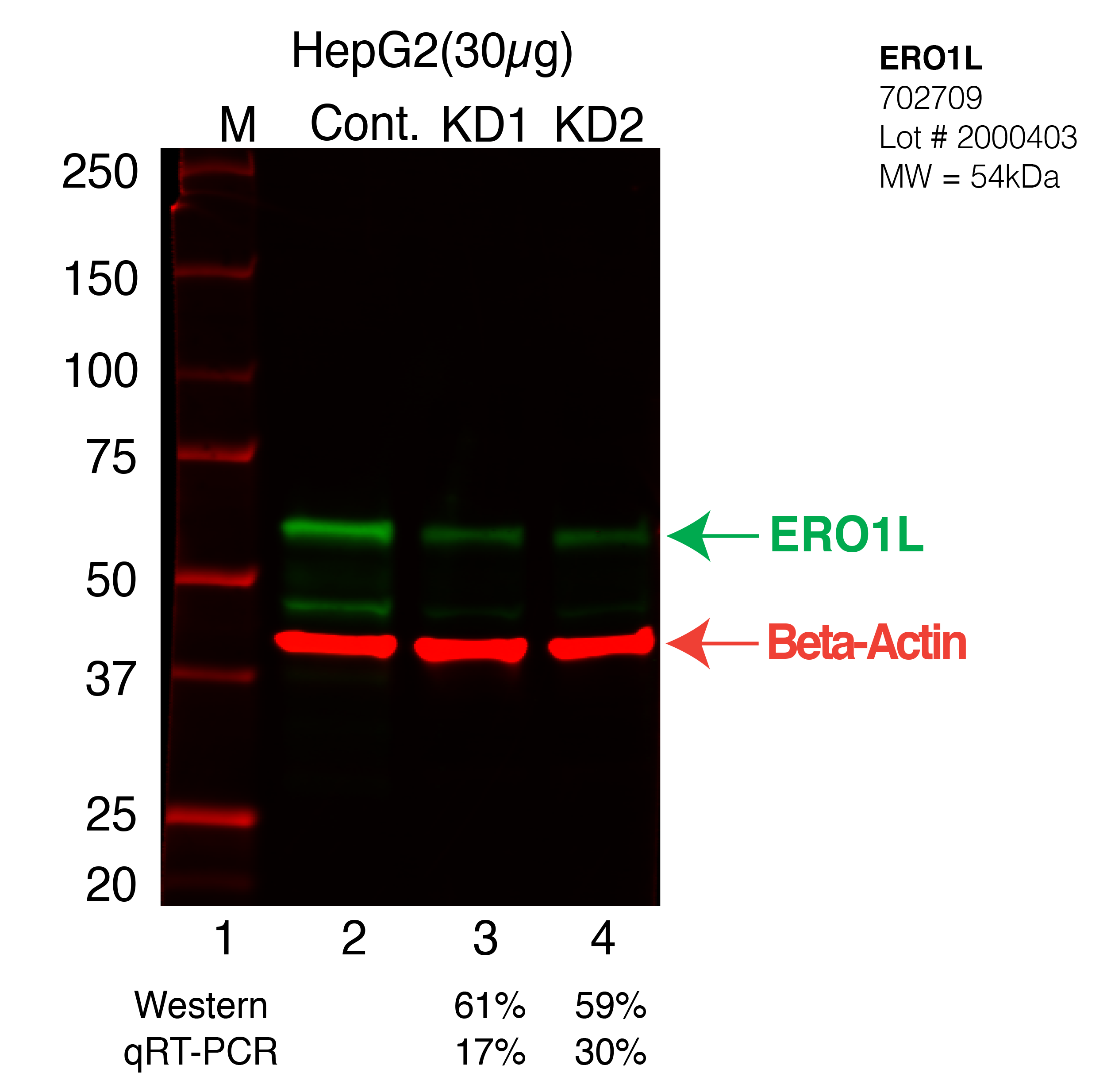 ERO1L-HEPG2-CRISPR-702709.png<br>Caption: Western blot following CRISPR against ERO1L in HepG2 whole cell lysate using ERO1L specific antibody. Lane 1 is a ladder, lane 2 is HepG2 non-targeting control knockdown, lane 3 and 4 are two different CRISPR against ERO1L. ERO1L protein appears as the green arrow, Beta-actin serves as a control and appears in red arrow.