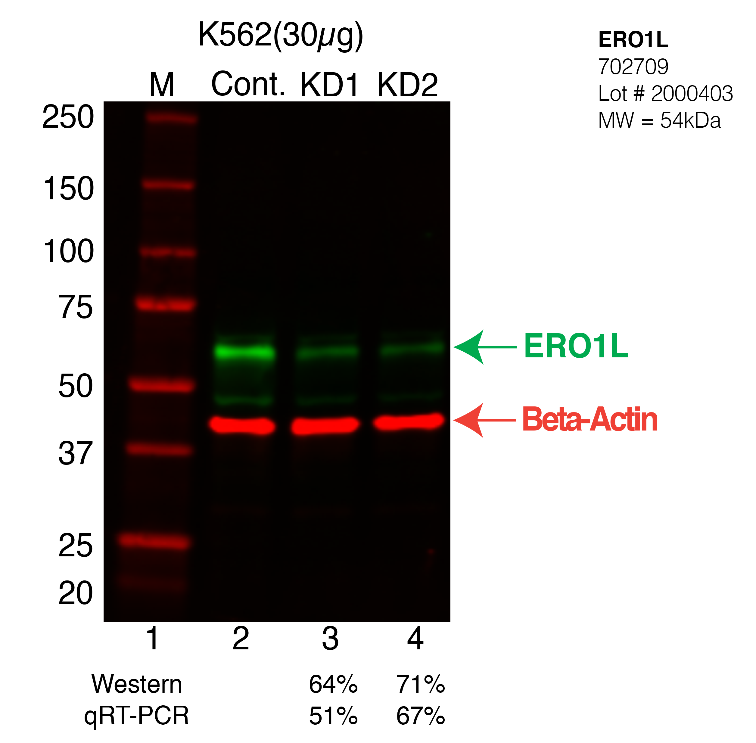 ERO1L-K562-CRISPR-702709.png<br>Caption: Western blot following CRISPR against ERO1L in K562 whole cell lysate using ERO1L specific antibody. Lane 1 is a ladder, lane 2 is K562 non-targeting control knockdown, lane 3 and 4 are two different CRISPR against ERO1L. ERO1L protein appears as the green arrow, Beta-actin serves as a control and appears in red arrow.