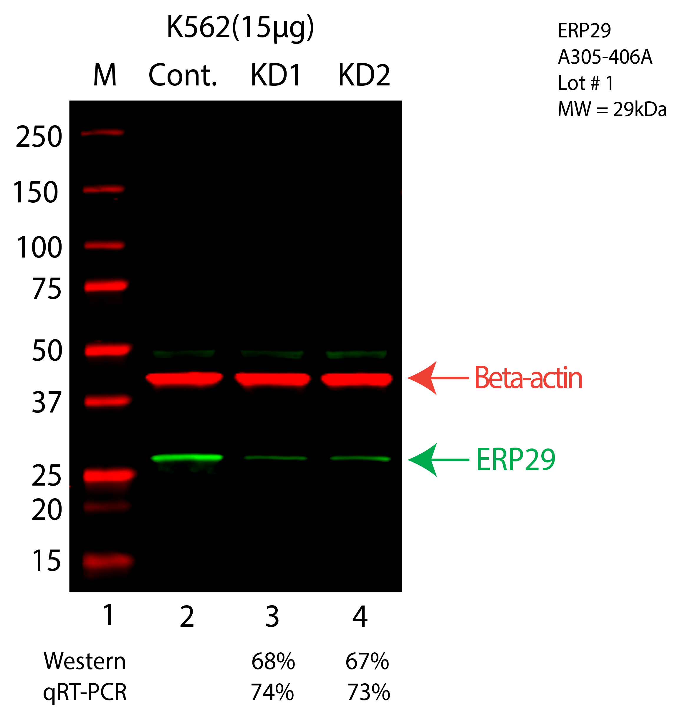 ERP29-K562-CRISPR-A305-406A.png<br>Caption: Western blot following CRISPR against ERP29 in K562 whole cell lysate using ERP29 specific antibody. Lane 1 is a ladder, lane 2 is K562 non-targeting control knockdown, lane 3 and 4 are two different CRISPR against ERP29. ERP29 protein appears as the green arrow, Beta-actin serves as a control and appears in red arrow.