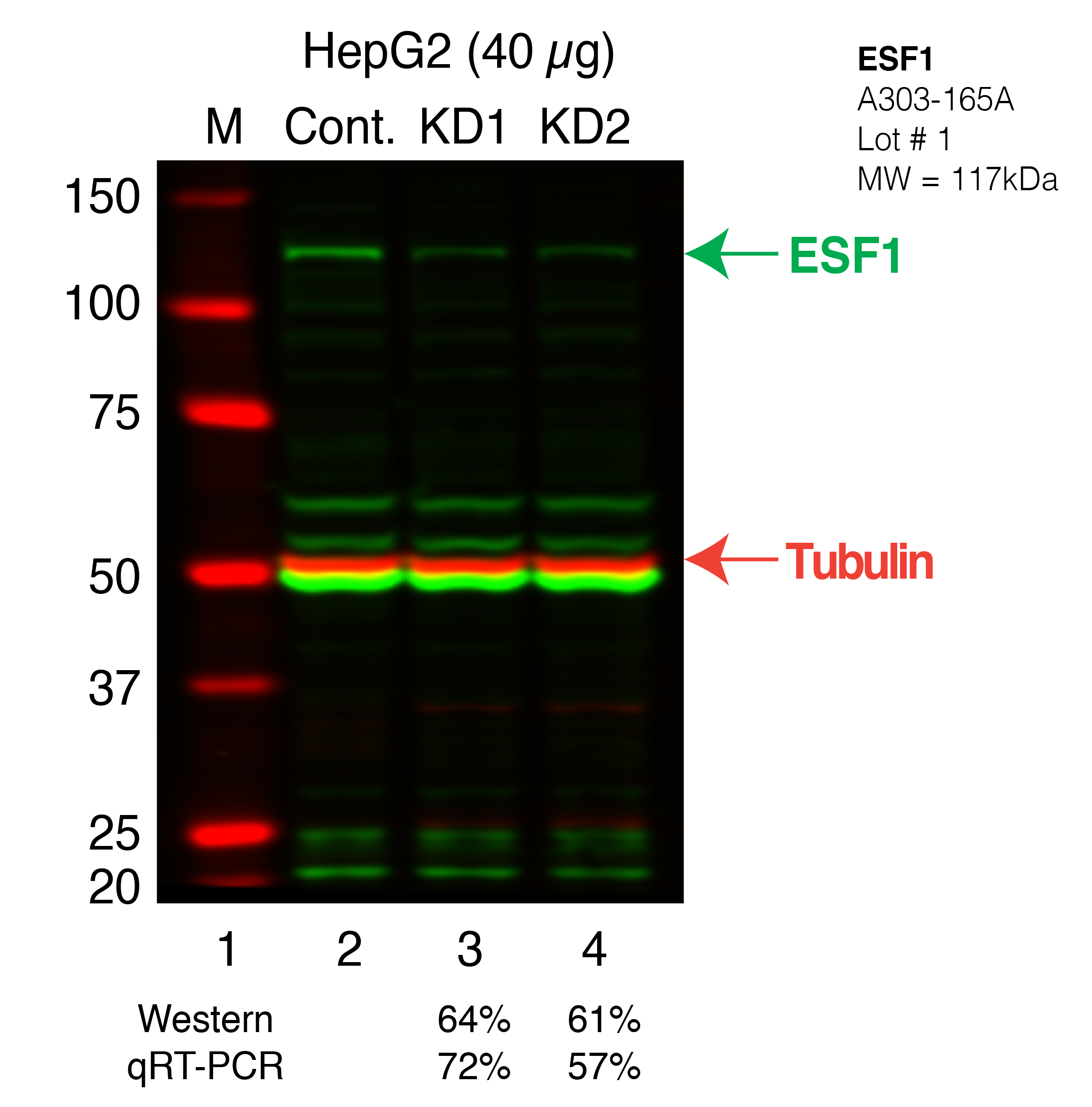 ESF1-HEPG2_Secondary_Western.png<br>Caption: Western blot following shRNA against ESF1 in HepG2 whole cell lysate using ESF1 specific antibody. Lane 1 is a ladder, lane 2 is HepG2 non-targeting control knockdown, lane 3 and 4 are two different shRNAs against ESF1.ESF1 protein appears as the green band, Tubulin serves as a control and appears in red.