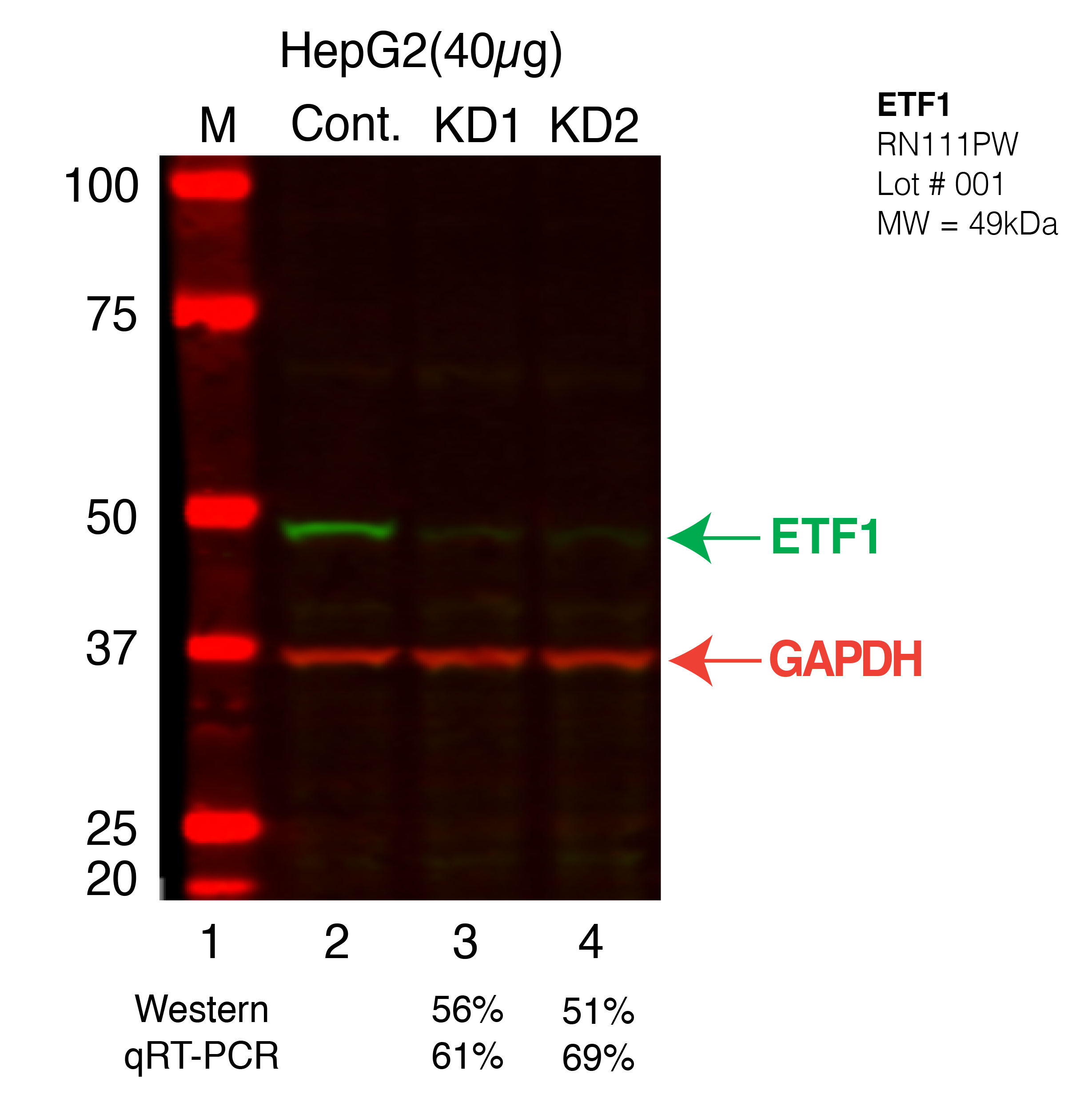 ETF1-HEPG2.png<br>Caption: Western blot following shRNA against ETF1 in HepG2 whole cell lysate using ETF1 specific antibody. Lane 1 is a ladder, lane 2 is HepG2 non-targeting control knockdown, lane 3 and 4 are two different shRNAs against ETF1.ETF1 protein appears as the green band, GAPDH serves as a control and appears in red.