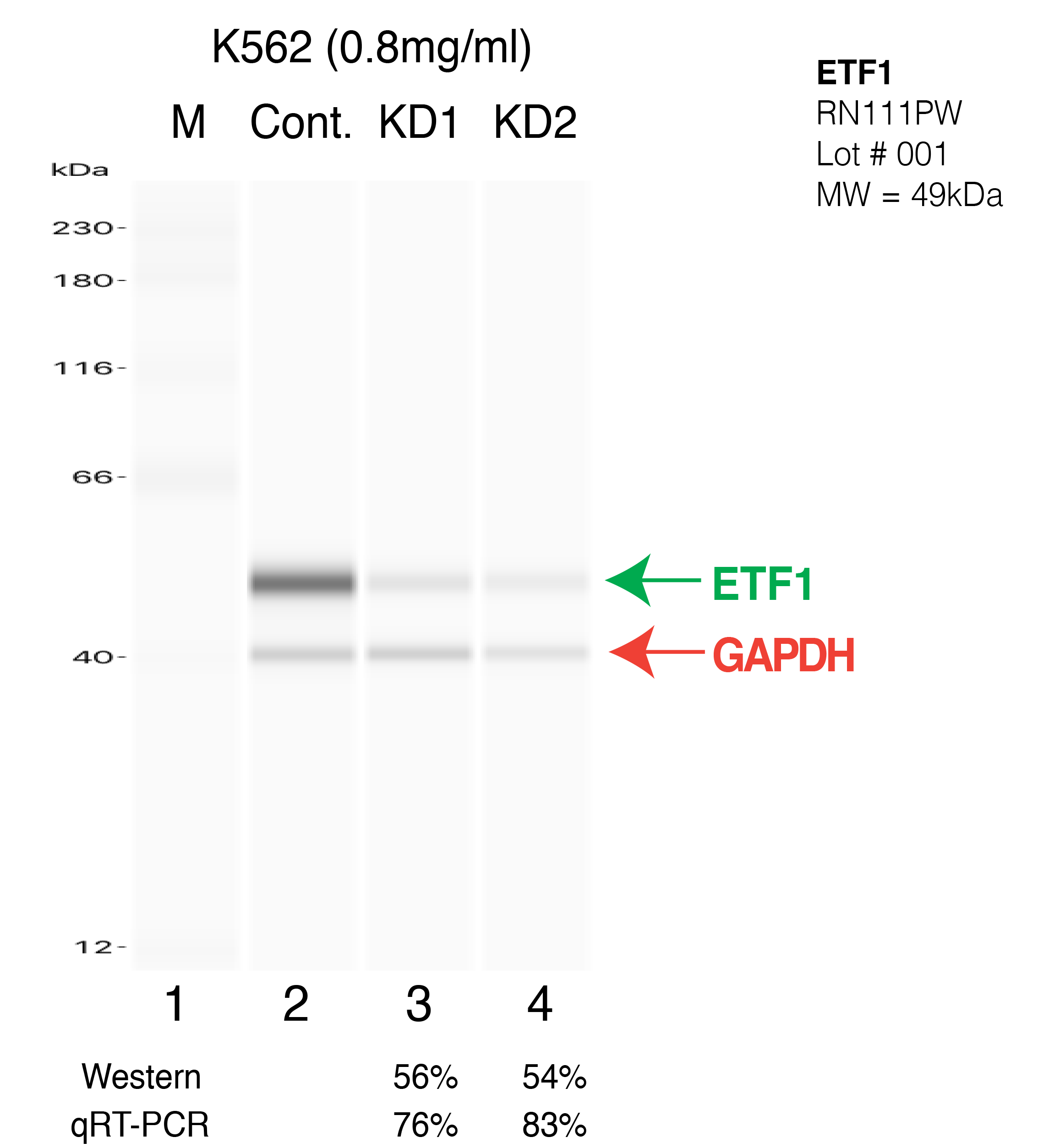 ETF1-K562-CRISPR.png<br>Caption: Western blot following CRISPR against ETF1 in K562 whole cell lysate using ETF1 specific antibody. Lane 1 is a ladder, lane 2 is K562 non-targeting control knockdown, lane 3 and 4 are two different CRISPR against ETF1.ETF1 protein appears as the green arrow, GAPDH serves as a control and appears in red arrow.