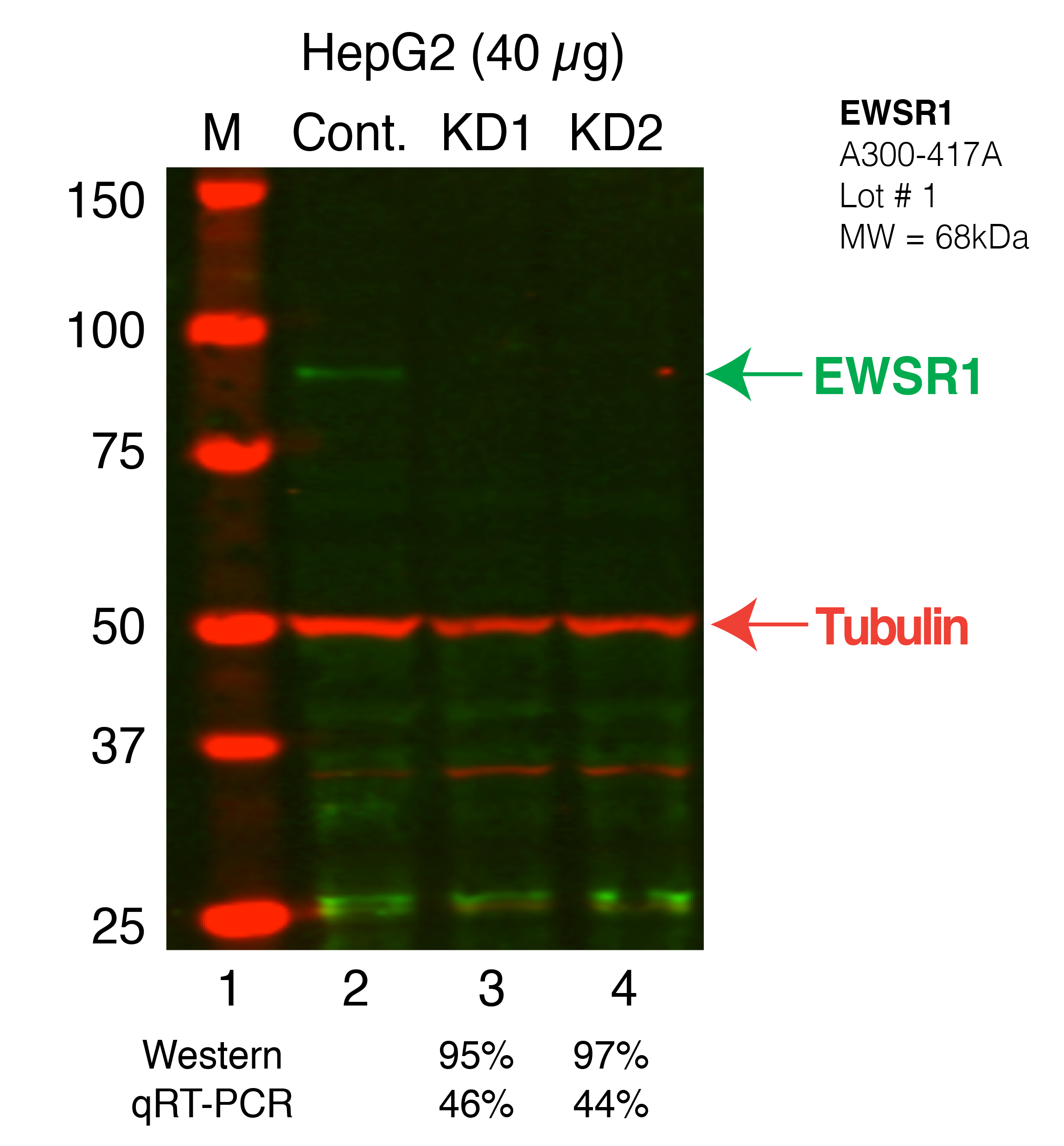 EWSR1-HEPG2_Secondary_Western.png<br>Caption: Western blot following shRNA against EWSR1 in HepG2 whole cell lysate using EWSR1 specific antibody. Lane 1 is a ladder, lane 2 is HepG2 non-targeting control knockdown, lane 3 and 4 are two different shRNAs against EWSR1.EWSR1 protein appears as the green band, Tubulin serves as a control and appears in red.