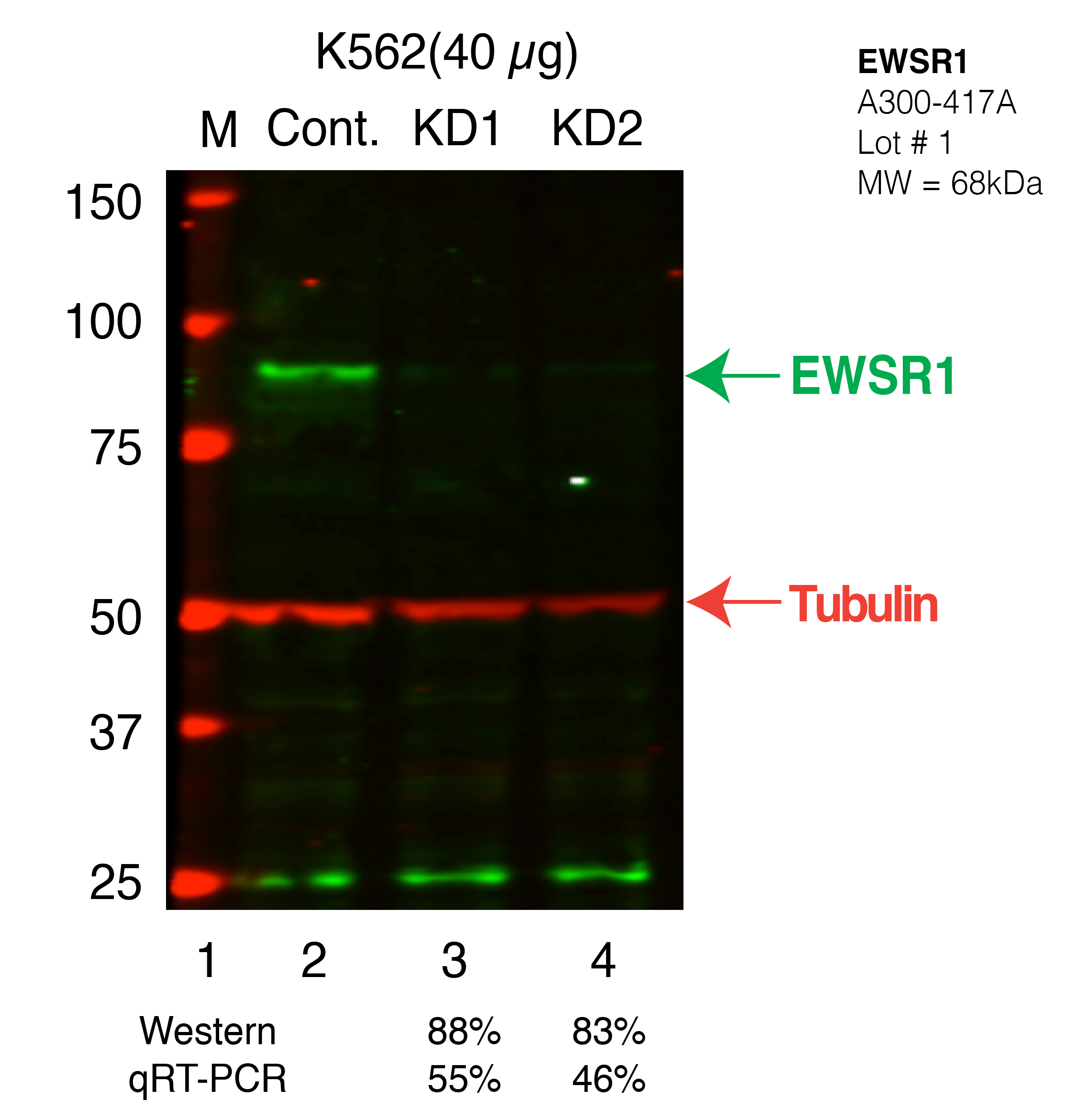 EWSR1-K562_Secondary_Western.png<br>Caption: Western blot following shRNA against EWSR1 in K562 whole cell lysate using EWSR1 specific antibody. Lane 1 is a ladder, lane 2 is K562 non-targeting control knockdown, lane 3 and 4 are two different shRNAs against EWSR1.EWSR1 protein appears as the green band, Tubulin serves as a control and appears in red.