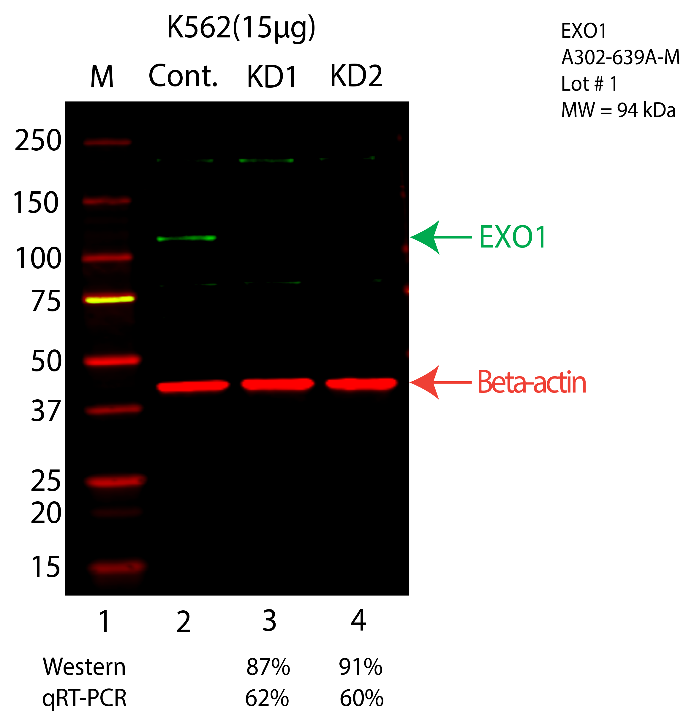 EXO1-K562-CRISPR-A302-639A.png<br>Caption: Western blot following CRISPR against EXO1 in K562 whole cell lysate using EXO1 specific antibody. Lane 1 is a ladder, lane 2 is K562 non-targeting control knockdown, lane 3 and 4 are two different CRISPR against EXO1. EXO1 protein appears as the green arrow, Beta-actin serves as a control and appears in red arrow.