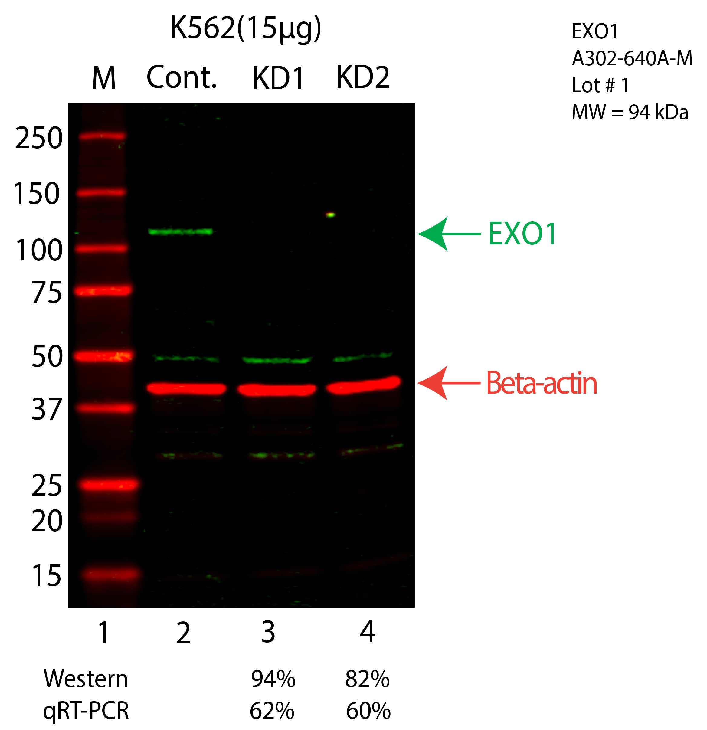 EXO1-K562-CRISPR-A302-640A.png<br>Caption: Western blot following CRISPR against EXO1 in K562 whole cell lysate using EXO1 specific antibody. Lane 1 is a ladder, lane 2 is K562 non-targeting control knockdown, lane 3 and 4 are two different CRISPR against EXO1. EXO1 protein appears as the green arrow, Beta-actin serves as a control and appears in red arrow.