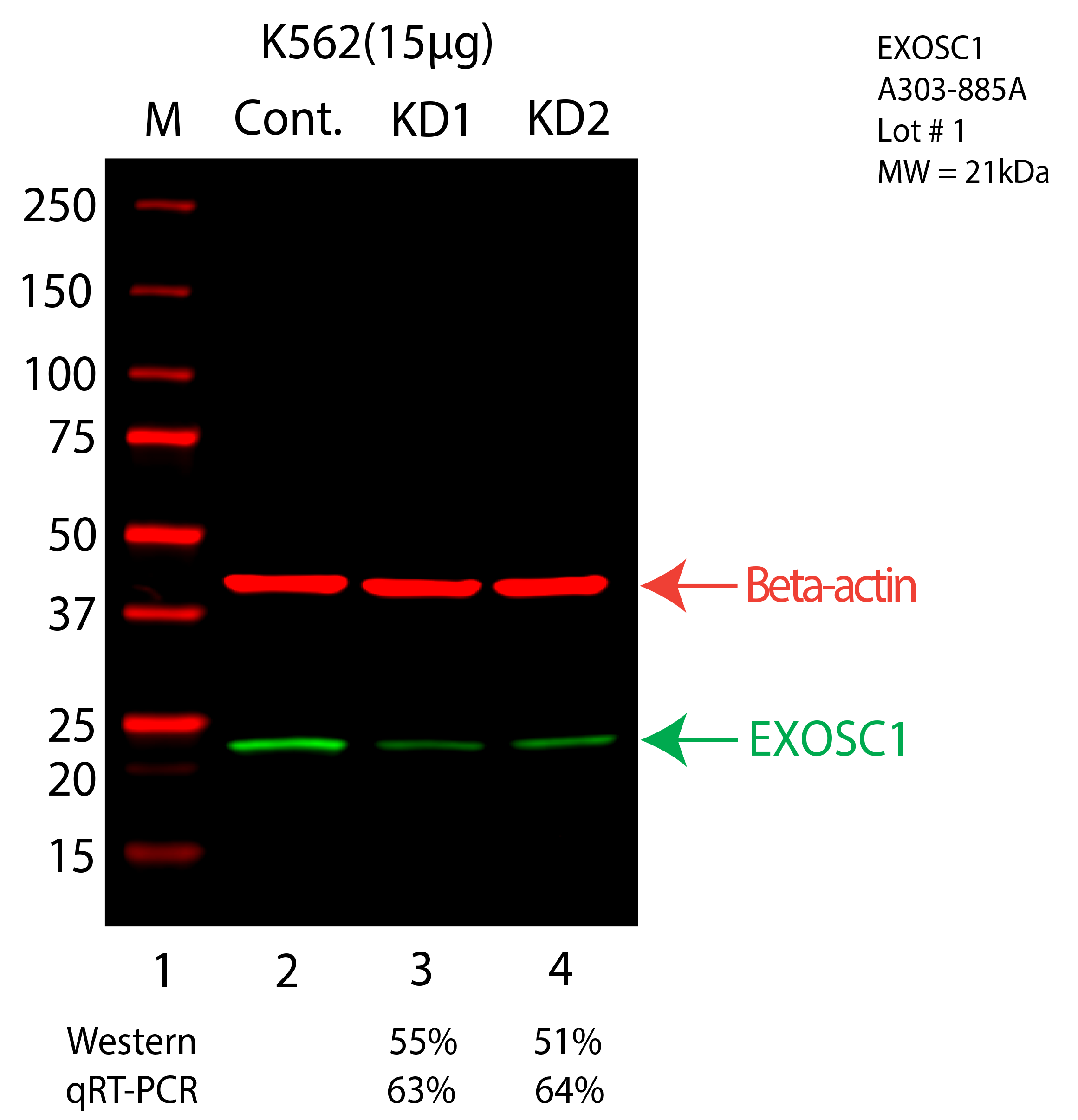 EXOSC1-K562-CRISPR-A303-885A.png<br>Caption: Western blot following CRISPR against EXOSC1 in K562 whole cell lysate using EXOSC1 specific antibody. Lane 1 is a ladder, lane 2 is K562 non-targeting control knockdown, lane 3 and 4 are two different CRISPR against EXOSC1. EXOSC1 protein appears as the green arrow, Beta-actin serves as a control and appears in red arrow.