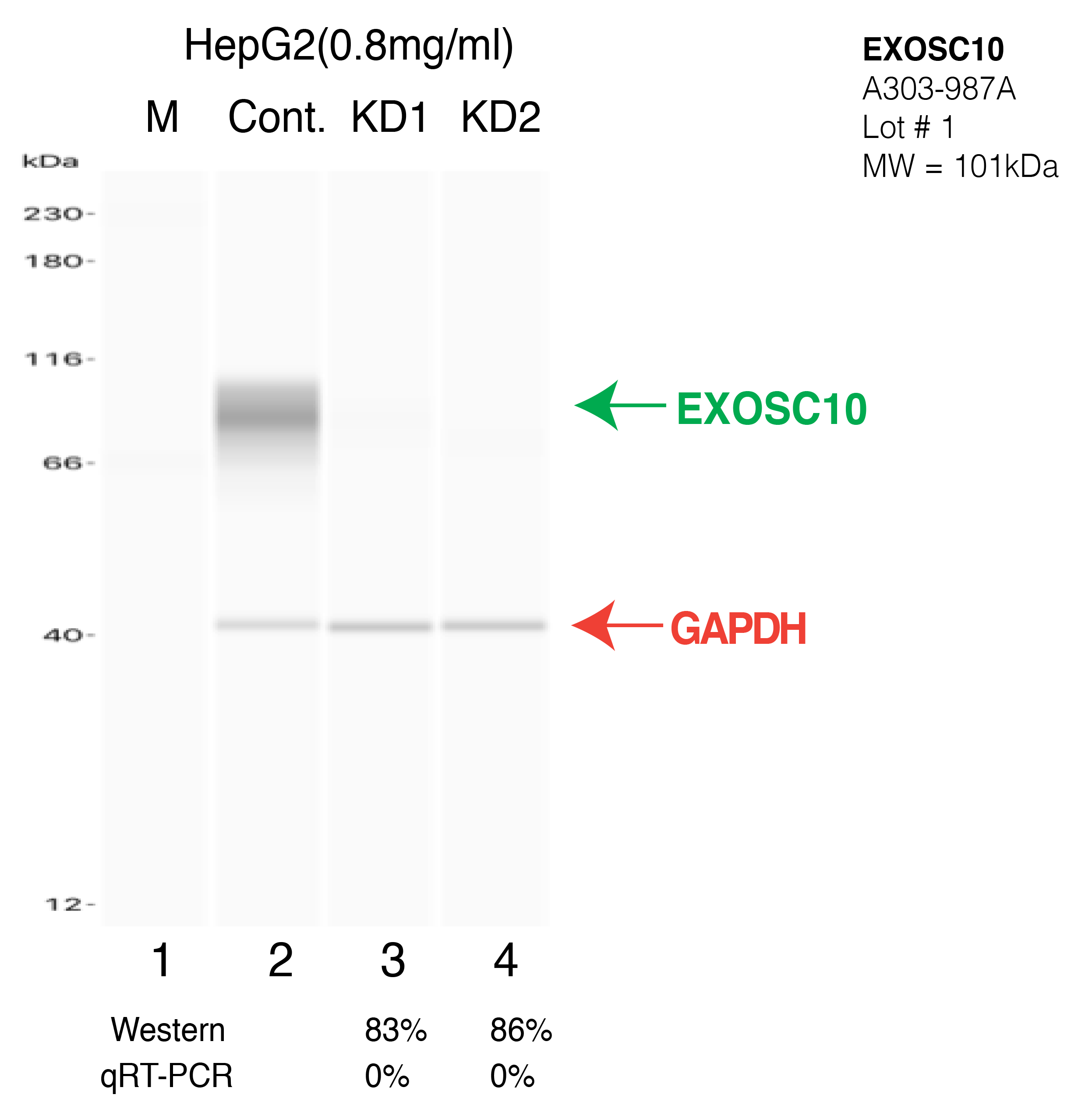 EXOSC10-HEPG2-CRISPR-A303-987A.png<br>Caption: Western blot following CRISPR against EXOSC10 in HepG2 whole cell lysate using EXOSC10 specific antibody. Lane 1 is a ladder, lane 2 is HepG2 non-targeting control knockdown, lane 3 and 4 are two different CRISPR against EXOSC10. EXOSC10 protein appears as the green arrow, GAPDH serves as a control and appears in red arrow.