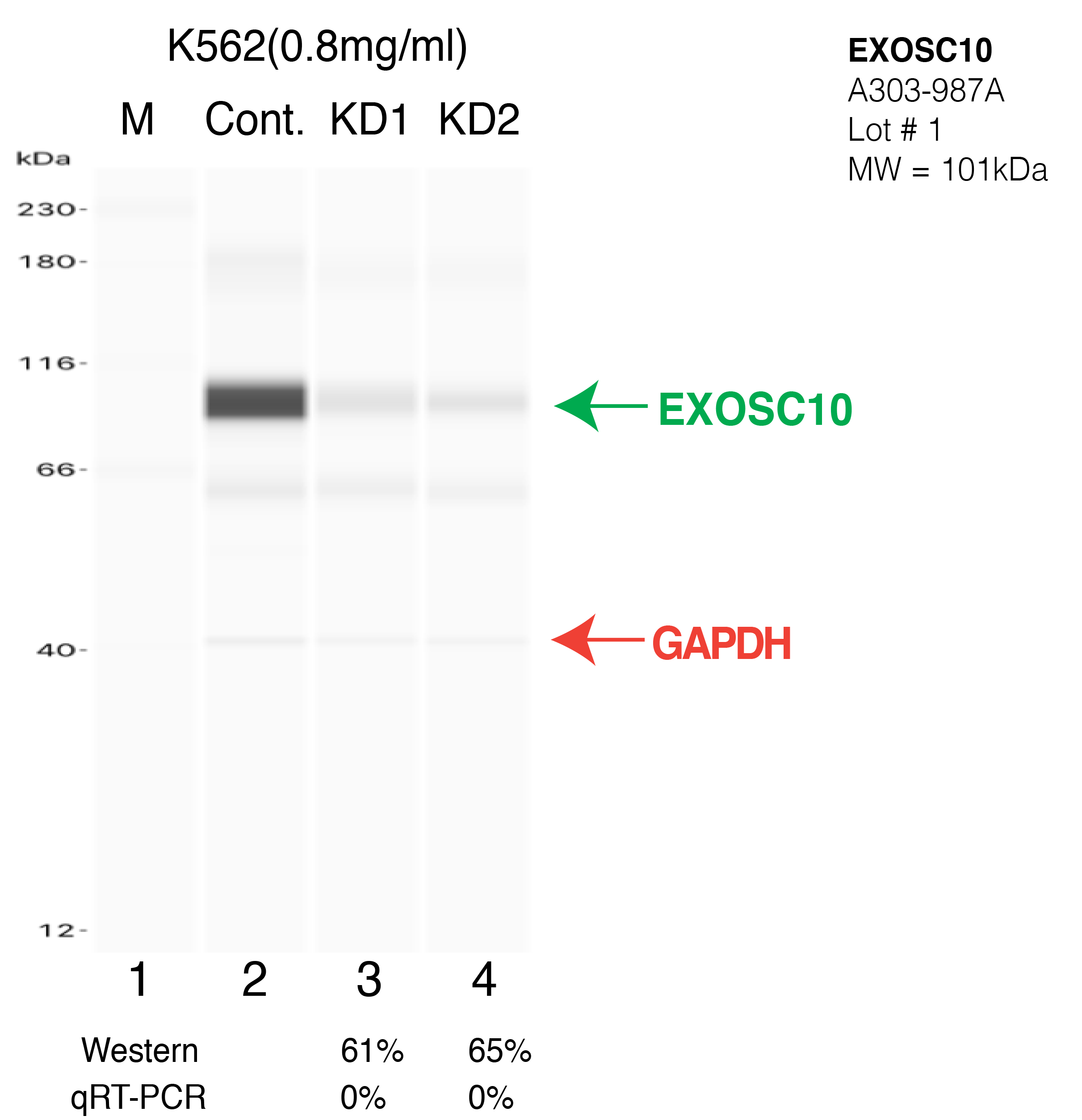 EXOSC10-K562-CRISPR-A303-987A.png<br>Caption: Western blot following CRISPR against EXOSC10 in K562 whole cell lysate using EXOSC10 specific antibody. Lane 1 is a ladder, lane 2 is K562 non-targeting control knockdown, lane 3 and 4 are two different CRISPR against EXOSC10. EXOSC10 protein appears as the green arrow, GAPDH serves as a control and appears in red arrow.