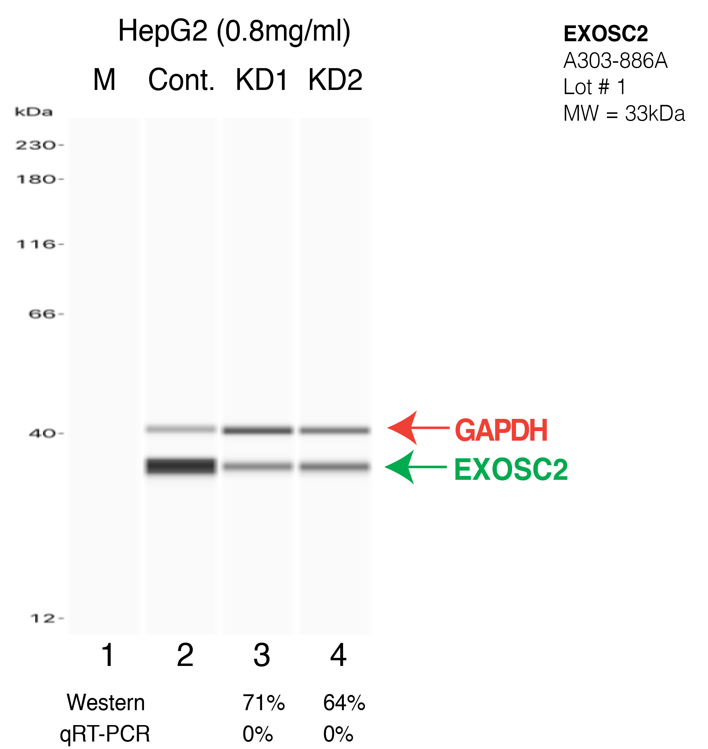 EXOSC2-HEPG2-CRISPR-A303-886A.png<br>Caption: Western blot following CRISPR against EXOSC2 in HepG2 whole cell lysate using EXOSC2 specific antibody. Lane 1 is a ladder, lane 2 is HepG2 non-targeting control knockdown, lane 3 and 4 are two different CRISPR against EXOSC2. EXOSC2 protein appears as the green arrow, GAPDH serves as a control and appears in red arrow.