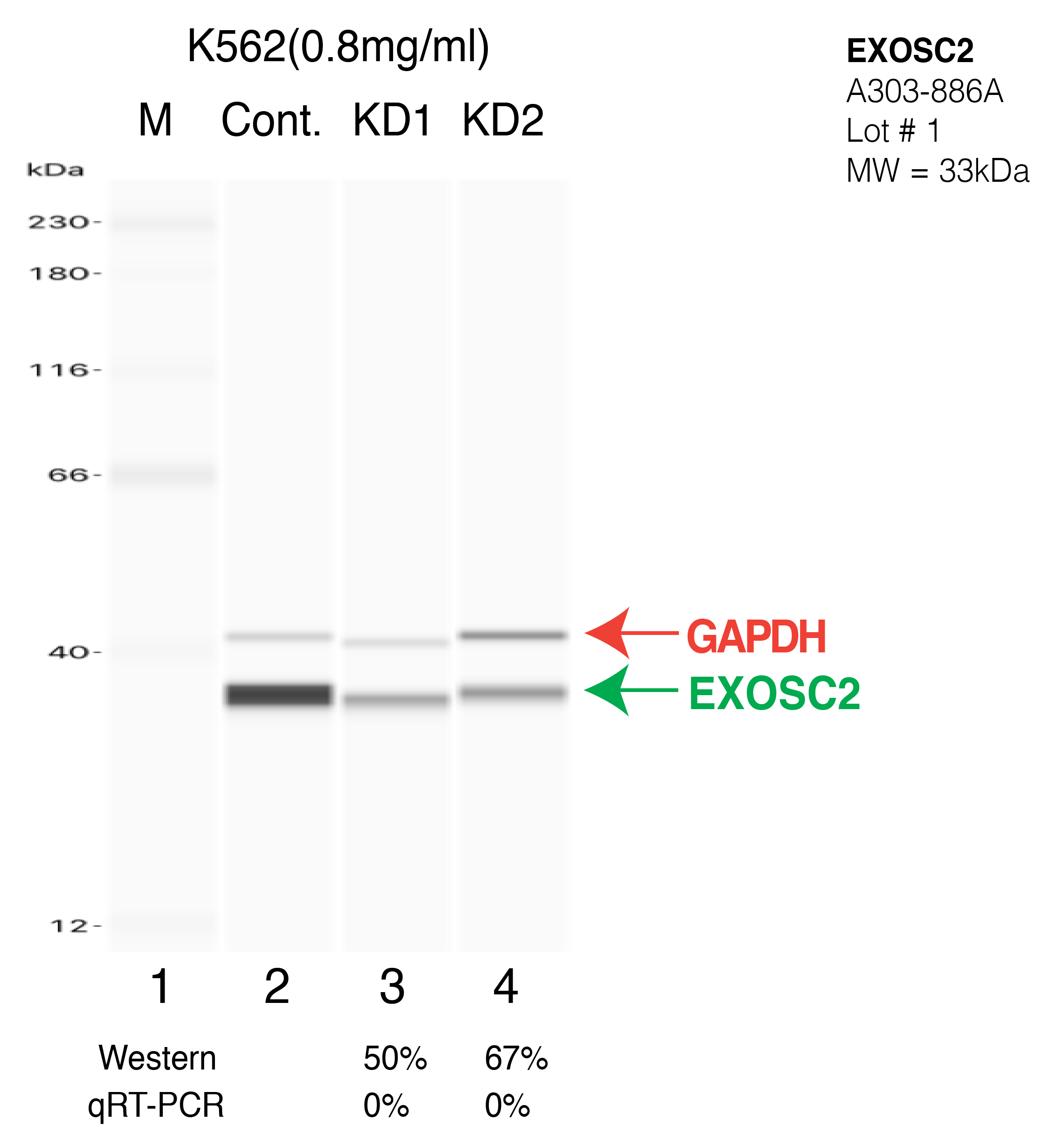 EXOSC2-K562-CRISPR-A303-886A.png<br>Caption: Western blot following CRISPR against EXOSC2 in K562 whole cell lysate using EXOSC2 specific antibody. Lane 1 is a ladder, lane 2 is K562 non-targeting control knockdown, lane 3 and 4 are two different CRISPR against EXOSC2. EXOSC2 protein appears as the green arrow, GAPDH serves as a control and appears in red arrow.