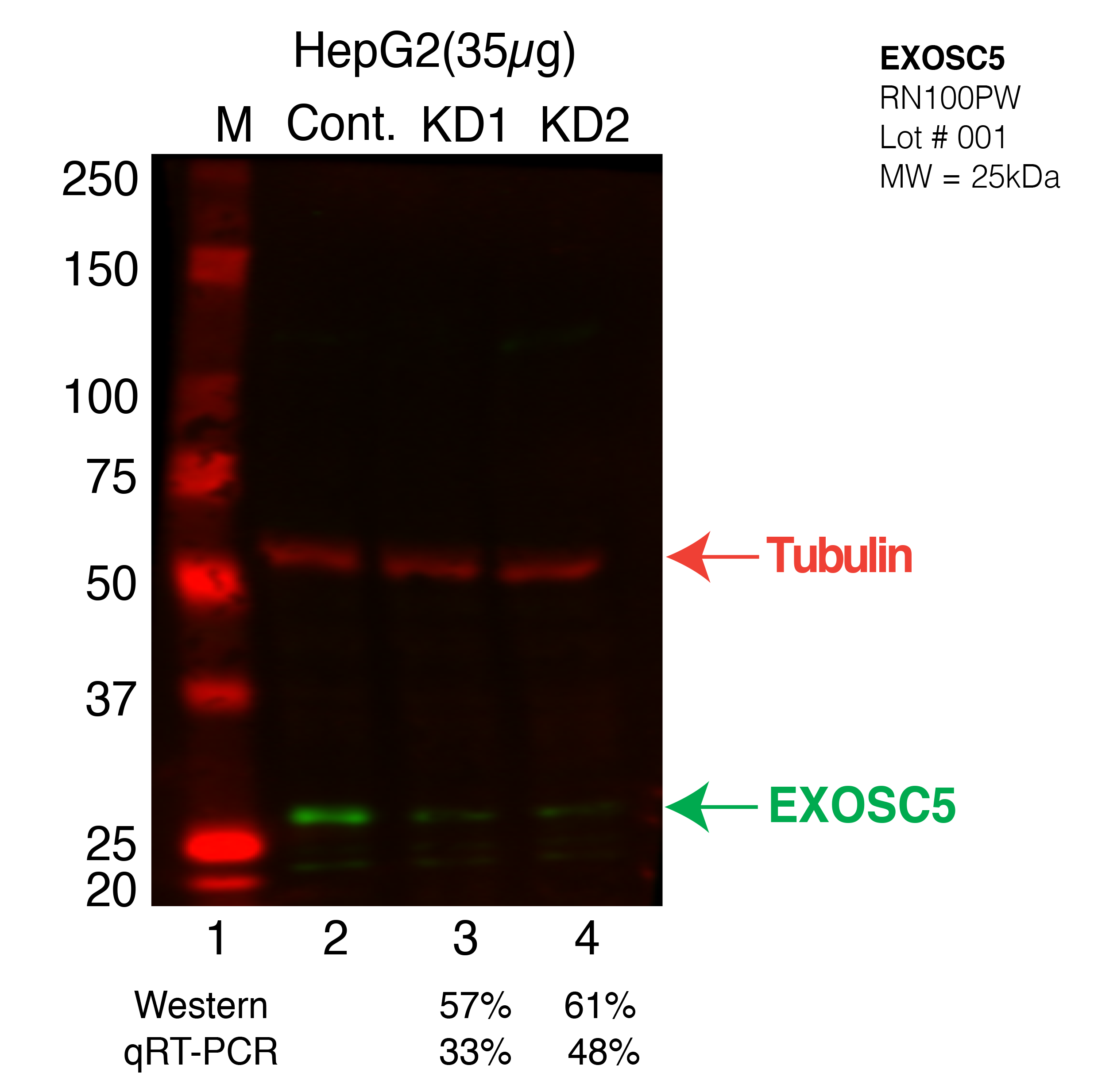 EXOSC5-CRISPR-HEPG2.png<br>Caption: Western blot following CRISPR against EXOSC5 in HepG2 whole cell lysate using EXOSC5 specific antibody. Lane 1 is a ladder, lane 2 is HepG2 non-targeting control knockdown, lane 3 and 4 are two different CRISPR against EXOSC5. EXOSC5 protein appears as the green arrow, Tubulin serves as a control and appears in red arrow.