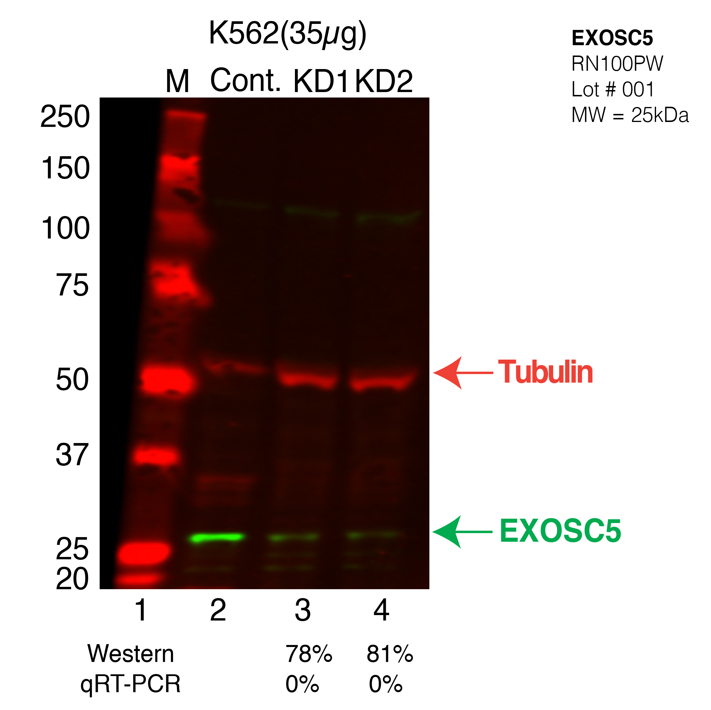 EXOSC5-CRISPR-K562.png<br>Caption: Western blot following CRISPR against EXOSC5 in K562 whole cell lysate using EXOSC5 specific antibody. Lane 1 is a ladder, lane 2 is K562 non-targeting control knockdown, lane 3 and 4 are two different CRISPR against EXOSC5. EXOSC5 protein appears as the green arrow, Tubulin serves as a control and appears in red arrow.