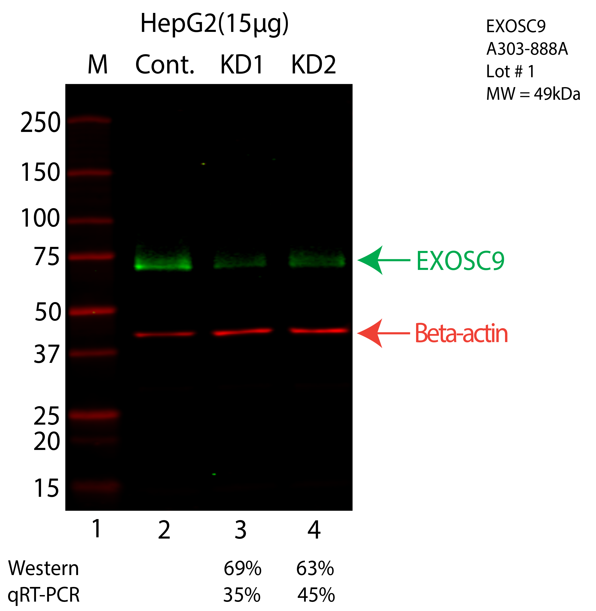 EXOSC9-HEPG2-CRISPR-A303-888A.png<br>Caption: Western blot following CRISPR against EXOSC9 in HepG2 whole cell lysate using EXOSC9 specific antibody. Lane 1 is a ladder, lane 2 is HepG2 non-targeting control knockdown, lane 3 and 4 are two different CRISPR against EXOSC9. EXOSC9 protein appears as the green arrow, Beta-actin serves as a control and appears in red arrow.