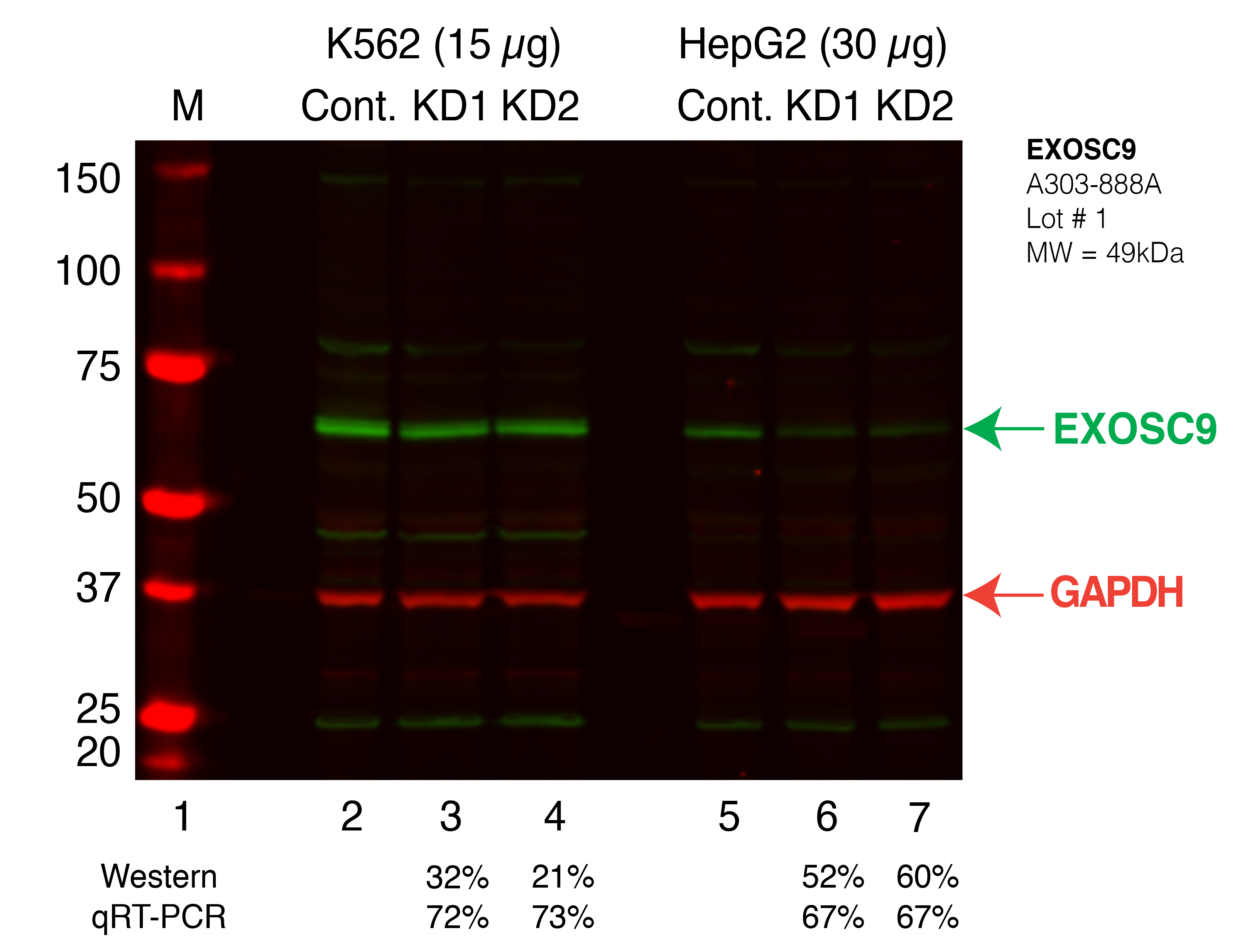 EXOSC9_Secondary_Western.png<br>Caption: Western blot following shRNA against EXOSC9 in K562 and HepG2 whole cell lysate using EXOSC9 specific antibody. Lane 1 is a ladder, lane 2 is K562 non-targeting control knockdown, lane 3 and 4 are two different shRNAs against EXOSC9. Lanes 5-7 follow the same pattern, but in HepG2. EXOSC9 protein appears as the green band, GAPDH serves as a control and appears in red.