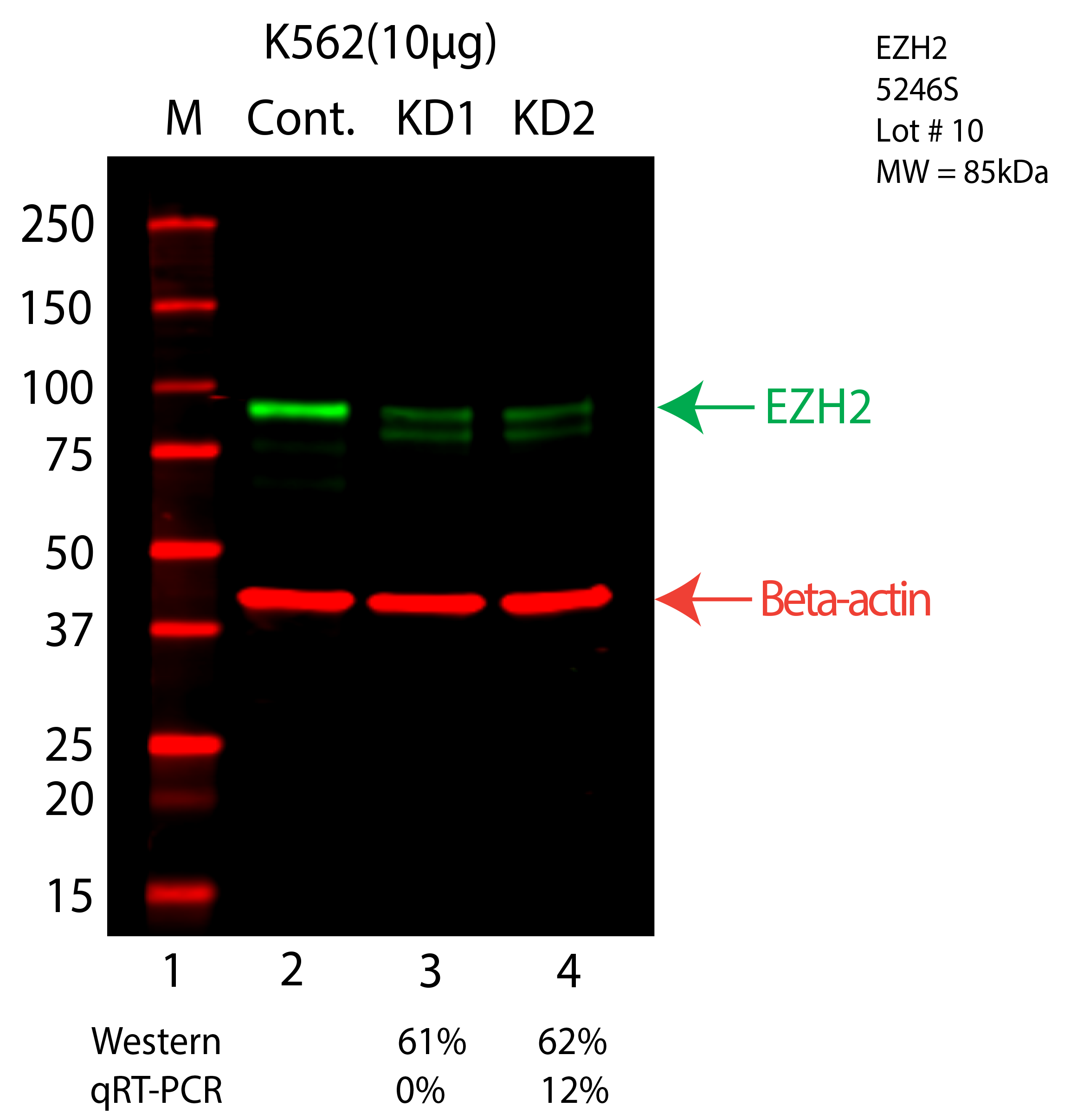 EZH2-K562-CRISPR-5246S.png<br>Caption: Western blot following CRISPR against EZH2 in K562 whole cell lysate using EZH2 specific antibody. Lane 1 is a ladder, lane 2 is K562 non-targeting control knockdown, lane 3 and 4 are two different CRISPR against EZH2. EZH2 protein appears as the green arrow, Beta-actin serves as a control and appears in red arrow.