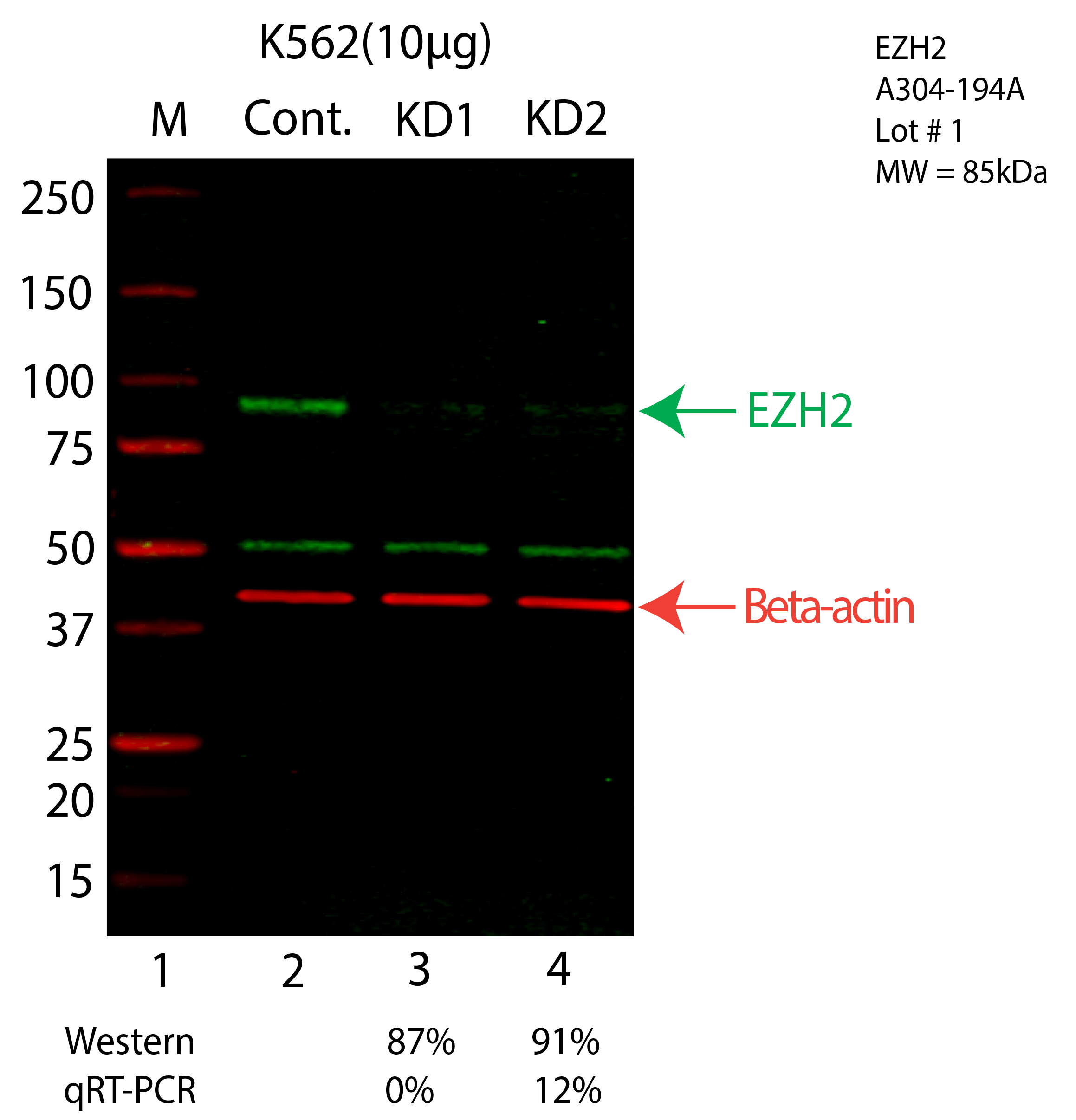 EZH2-K562-CRISPR-A304-197A.png<br>Caption: Western blot following CRISPR against EZH2 in K562 whole cell lysate using EZH2 specific antibody. Lane 1 is a ladder, lane 2 is K562 non-targeting control knockdown, lane 3 and 4 are two different CRISPR against EZH2. EZH2 protein appears as the green arrow, Beta-actin serves as a control and appears in red arrow.