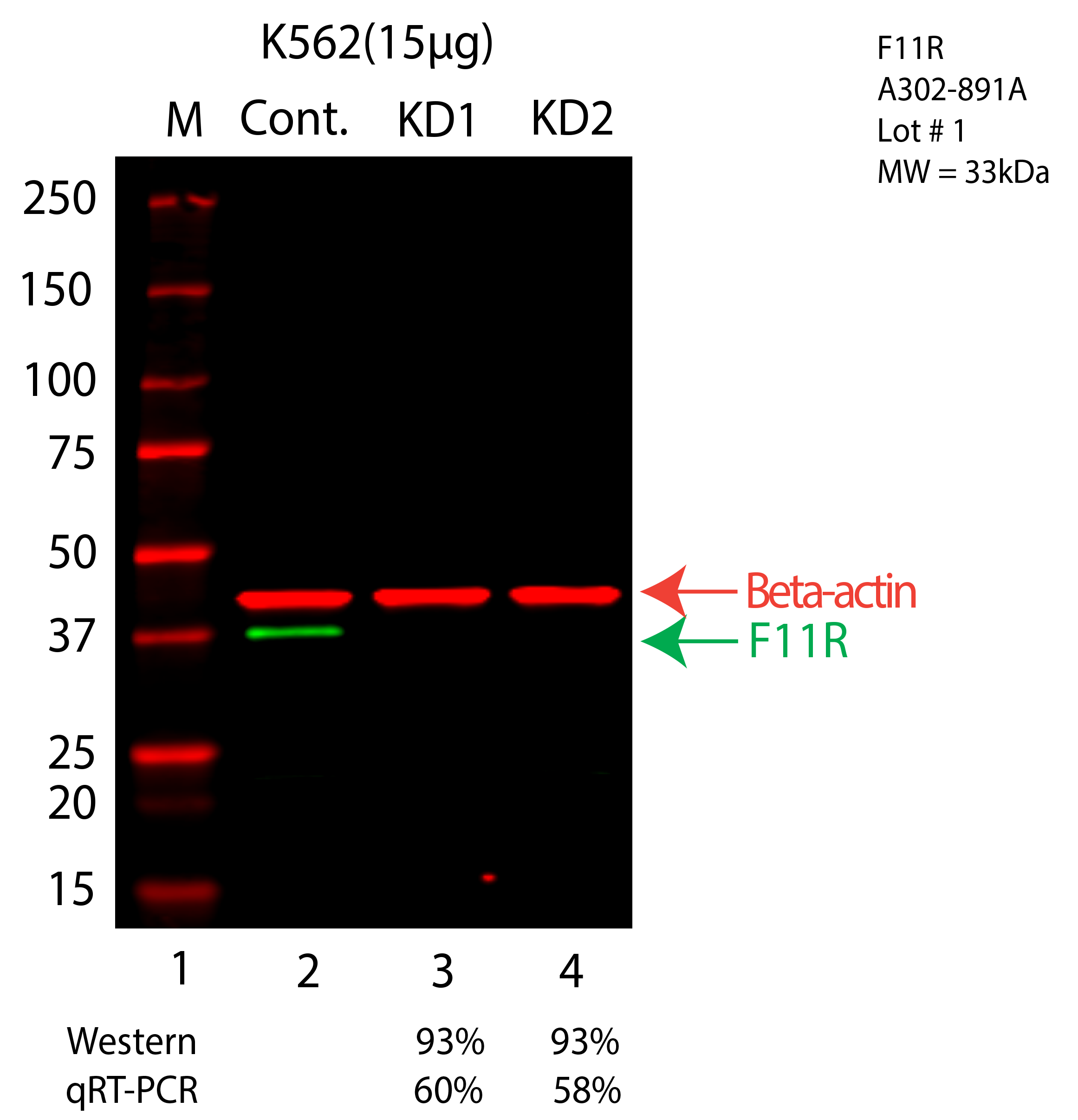 F11R-K562-CRISPR-A302-891A.png<br>Caption: Western blot following CRISPR against F11R in K562 whole cell lysate using F11R specific antibody. Lane 1 is a ladder, lane 2 is K562 non-targeting control knockdown, lane 3 and 4 are two different CRISPR against F11R. F11R protein appears as the green arrow, Beta-actin serves as a control and appears in red arrow.