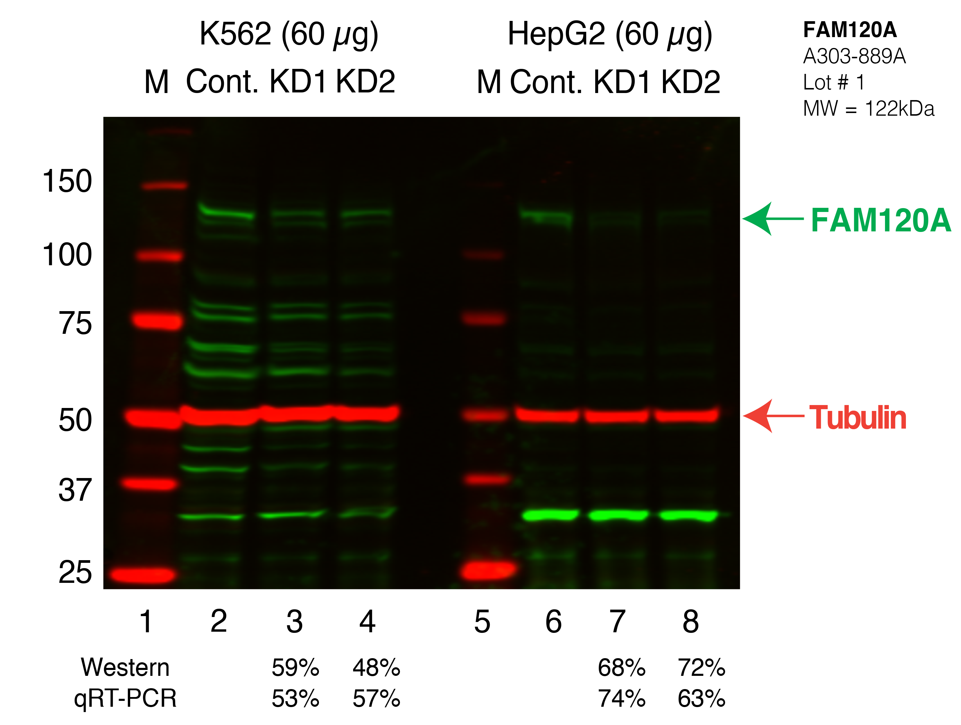 FAM120A_Secondary_Western.png<br>Caption: Western blot following shRNA against FAM120A in K562 and HepG2 whole cell lysate using FAM120A specific antibody. Lane 1 is a ladder, lane 2 is K562 non-targeting control knockdown, lane 3 and 4 are two different shRNAs against FAM120A. Lanes 5-8 follow the same pattern, but in HepG2. FAM120A protein appears as the green band, Tubulin serves as a control and appears in red.