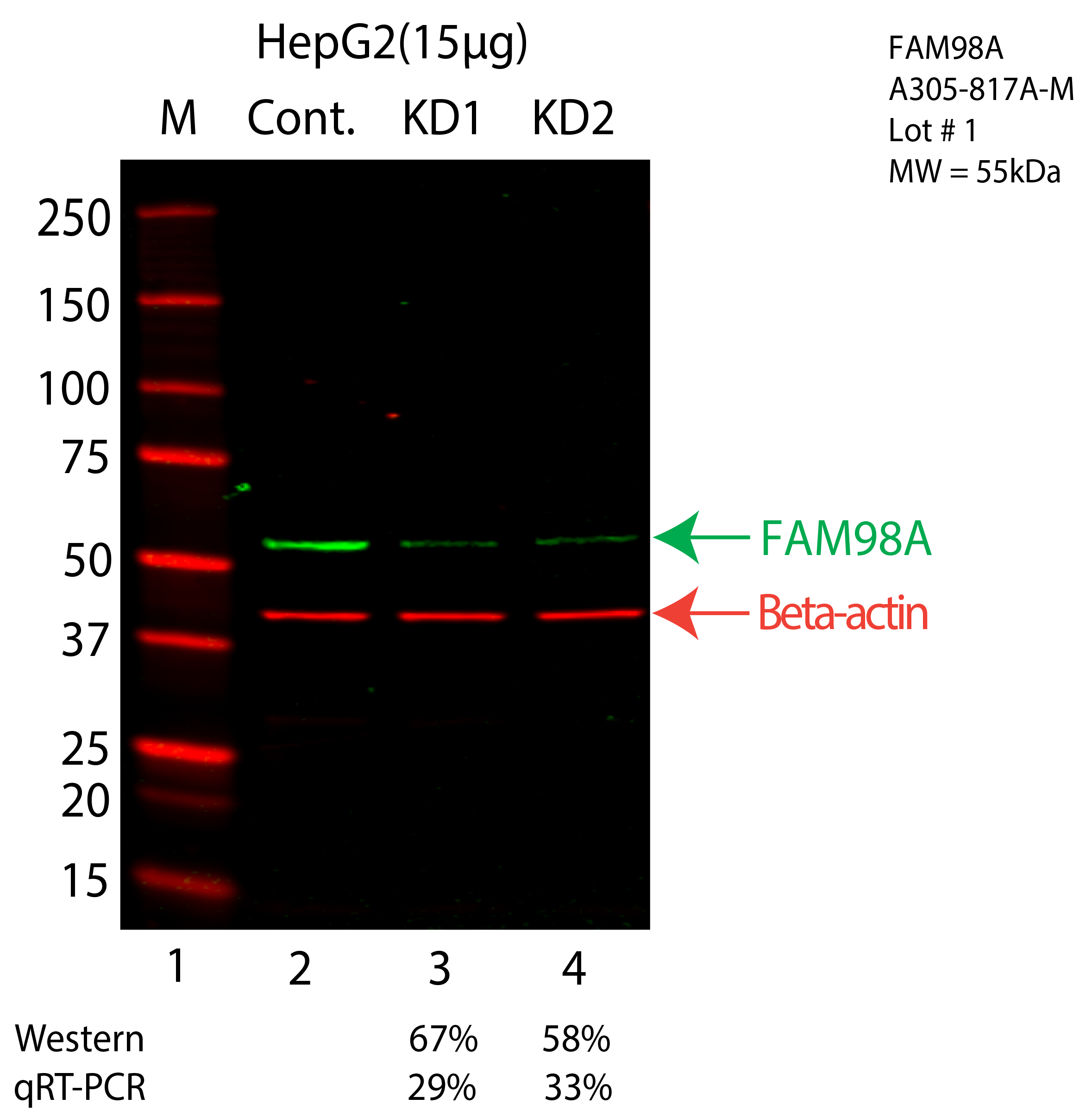 FAM98A-HEPG2-CRISPR-A305-817A-M.png<br>Caption: Western blot following CRISPR against FAM98A in HepG2 whole cell lysate using FAM98A specific antibody. Lane 1 is a ladder, lane 2 is HepG2 non-targeting control knockdown, lane 3 and 4 are two different CRISPR against FAM98A. FAM98A protein appears as the green arrow, Beta-actin serves as a control and appears in red arrow.