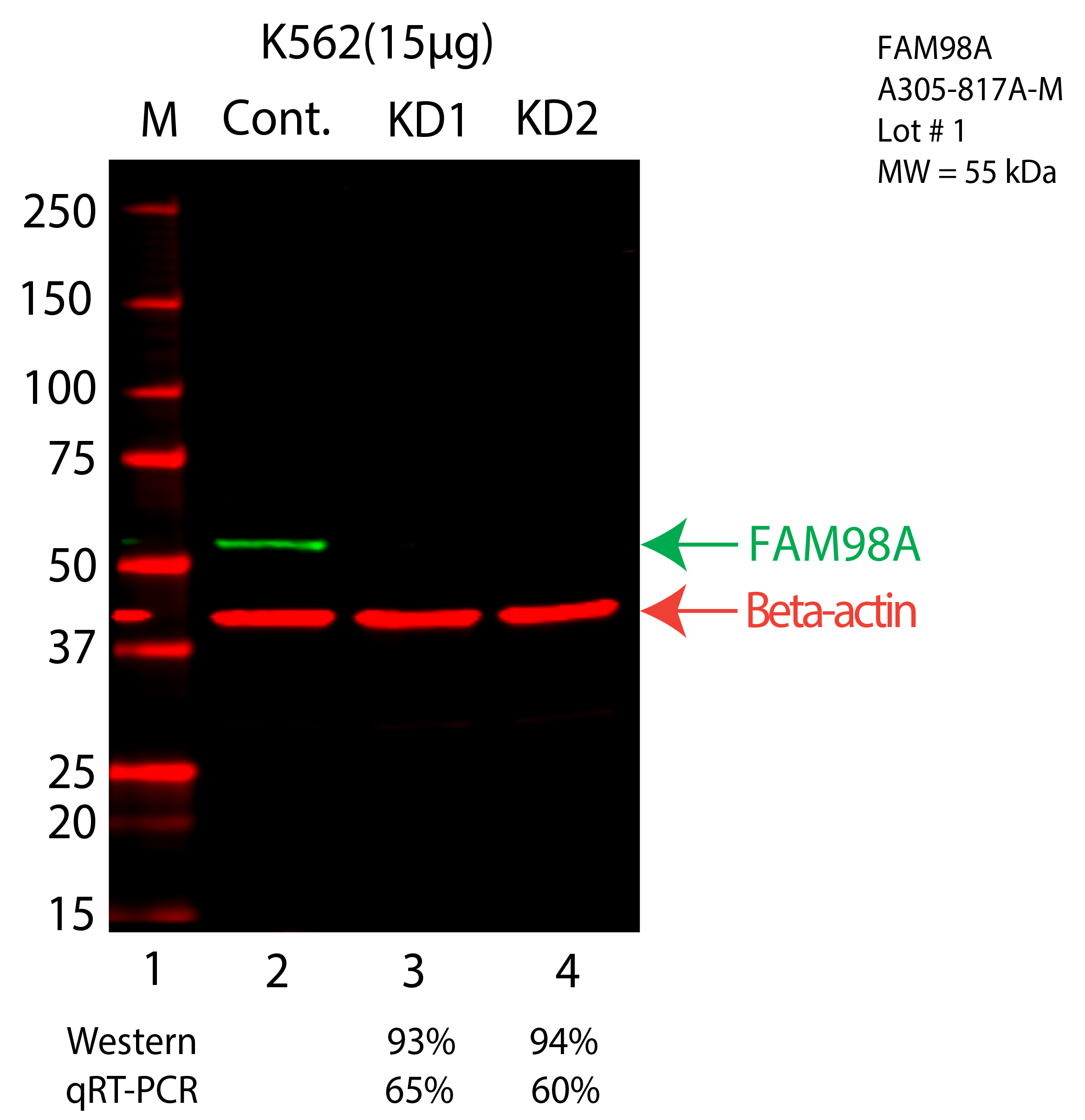 FAM98A-K562-CRISPR-A305-817A.png<br>Caption: Western blot following CRISPR against FAM98A in K562 whole cell lysate using FAM98A specific antibody. Lane 1 is a ladder, lane 2 is K562 non-targeting control knockdown, lane 3 and 4 are two different CRISPR against FAM98A. FAM98A protein appears as the green arrow, Beta-actin serves as a control and appears in red arrow.