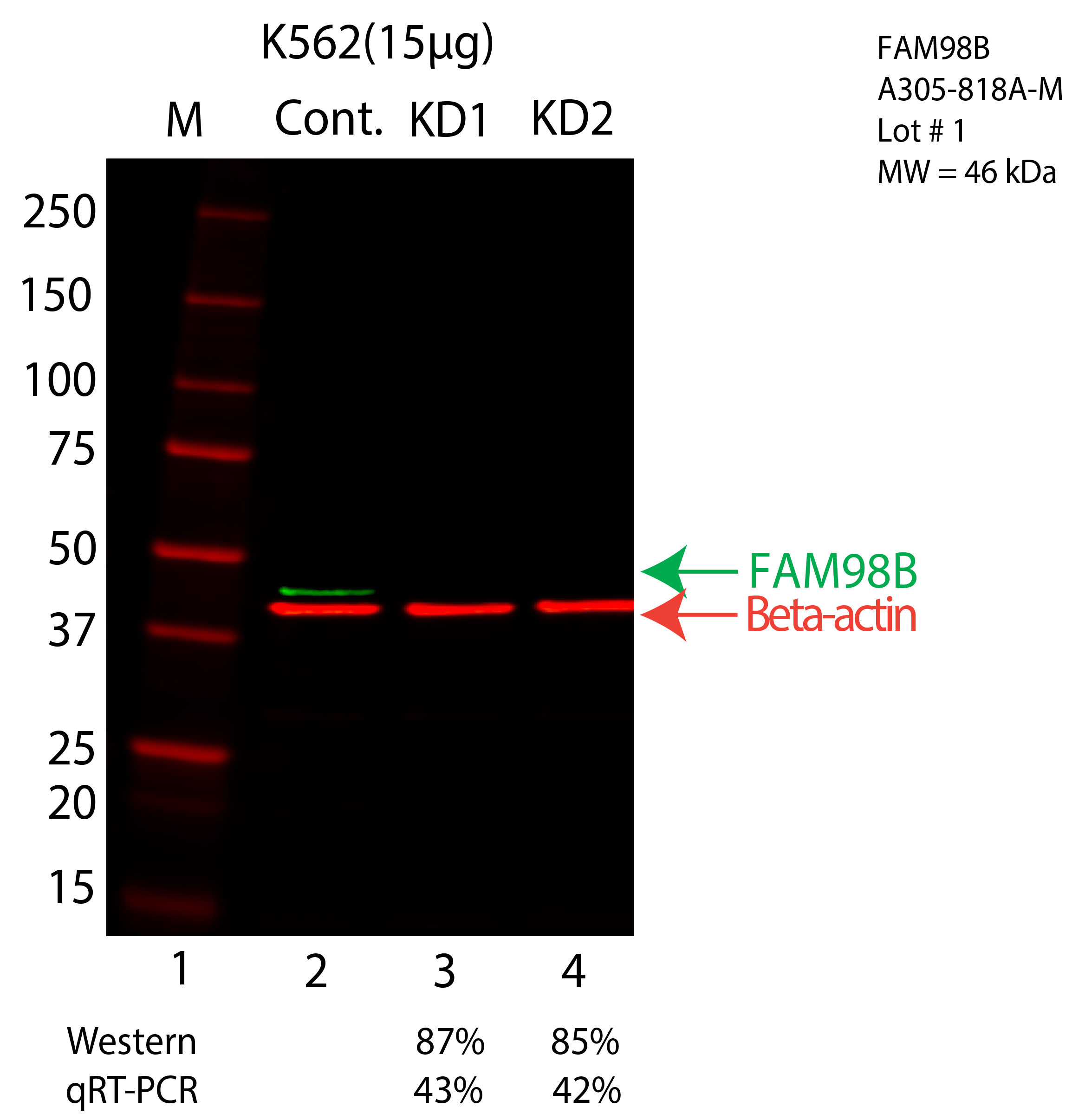 FAM98B-K562-CRISPR-A305-818A.png<br>Caption: Western blot following CRISPR against FAM98B in K562 whole cell lysate using FAM98B specific antibody. Lane 1 is a ladder, lane 2 is K562 non-targeting control knockdown, lane 3 and 4 are two different CRISPR against FAM98B. FAM98B protein appears as the green arrow, Beta-actin serves as a control and appears in red arrow.