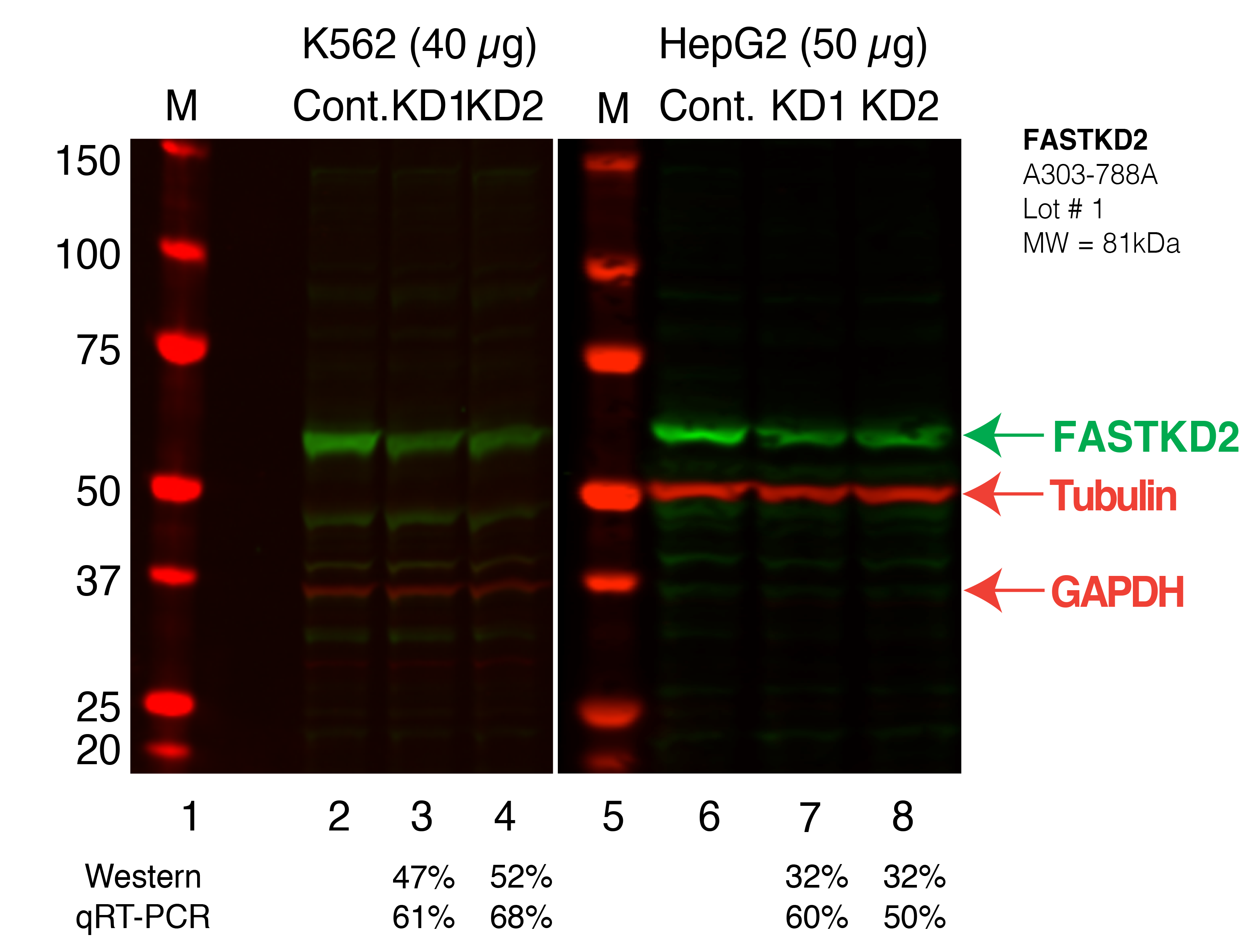 FASTKD2_Secondary_Western.png<br>Caption: Western blot following shRNA against FASTKD2 in K562 and HepG2 whole cell lysate using FASTKD2 specific antibody. Lane 1 is a ladder, lane 2 is K562 non-targeting control knockdown, lane 3 and 4 are two different shRNAs against FASTKD2. Lanes 5-8 follow the same pattern, but in HepG2. FASTKD2 protein appears as the green band, Tubulin or GAPDH serves as a control and appears in red.