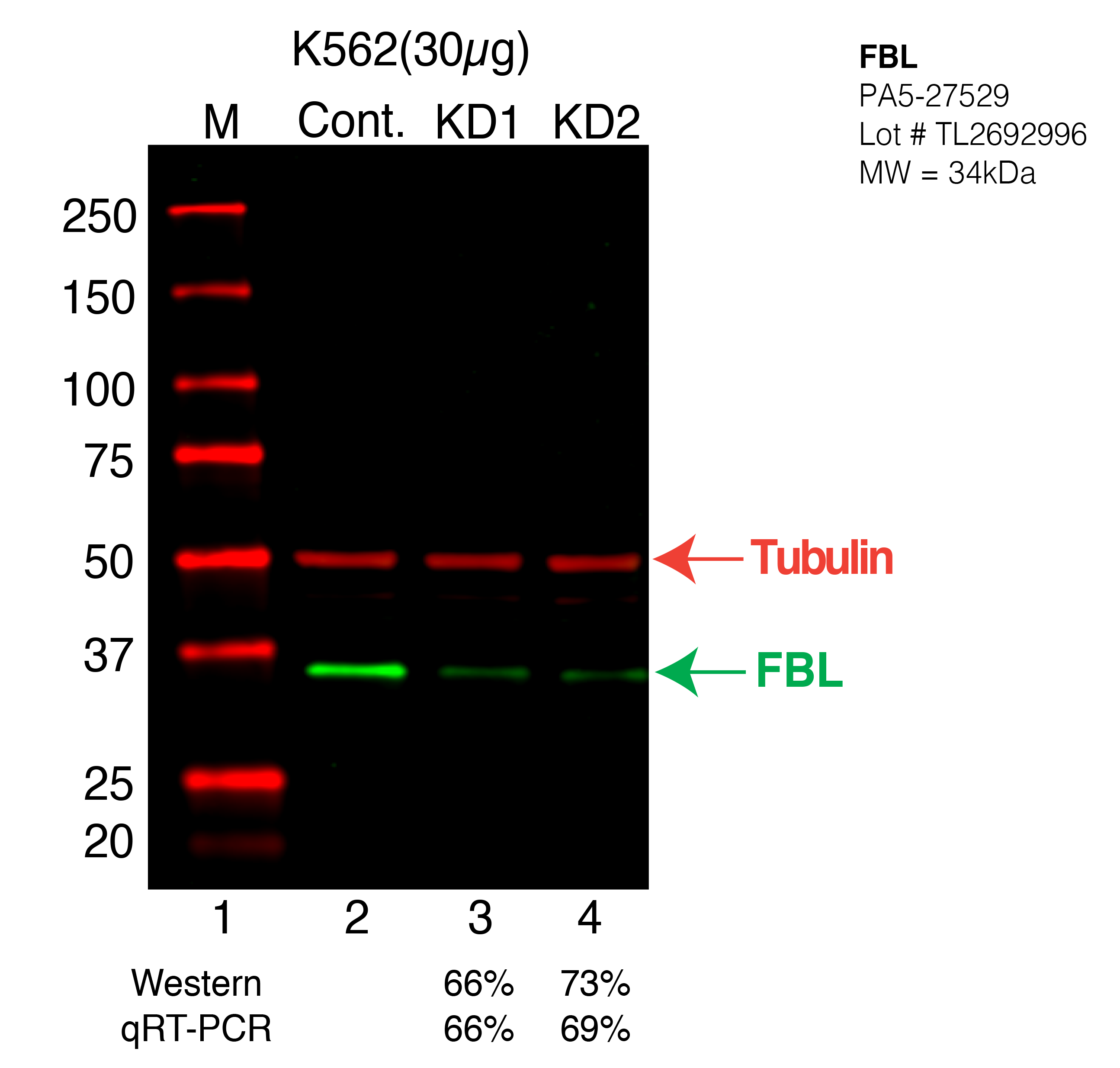 FBL-K562-CRISPR-PA5-27529.png<br>Caption: Western blot following CRISPR against FBL in K562 whole cell lysate using FBL specific antibody. Lane 1 is a ladder, lane 2 is K562 non-targeting control knockdown, lane 3 and 4 are two different CRISPR against FBL. FBL protein appears as the green arrow, Tubulin serves as a control and appears in red arrow.