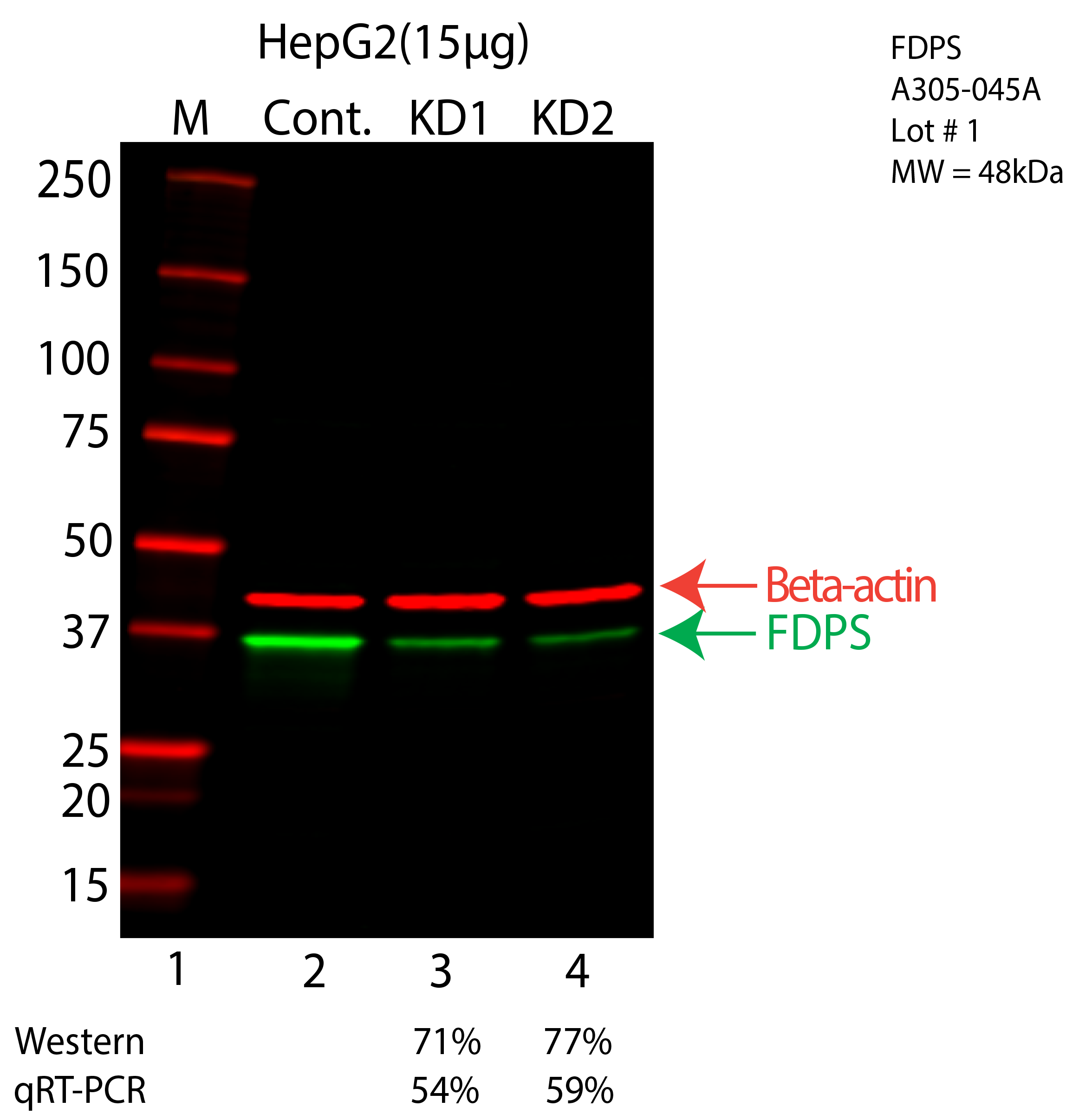 FDPS-HEPG2-CRISPR-A305-045A.png<br>Caption: Western blot following CRISPR against FDPS in HepG2 whole cell lysate using FDPS specific antibody. Lane 1 is a ladder, lane 2 is HepG2 non-targeting control knockdown, lane 3 and 4 are two different CRISPR against FDPS. FDPS protein appears as the green arrow, Beta-actin serves as a control and appears in red arrow.