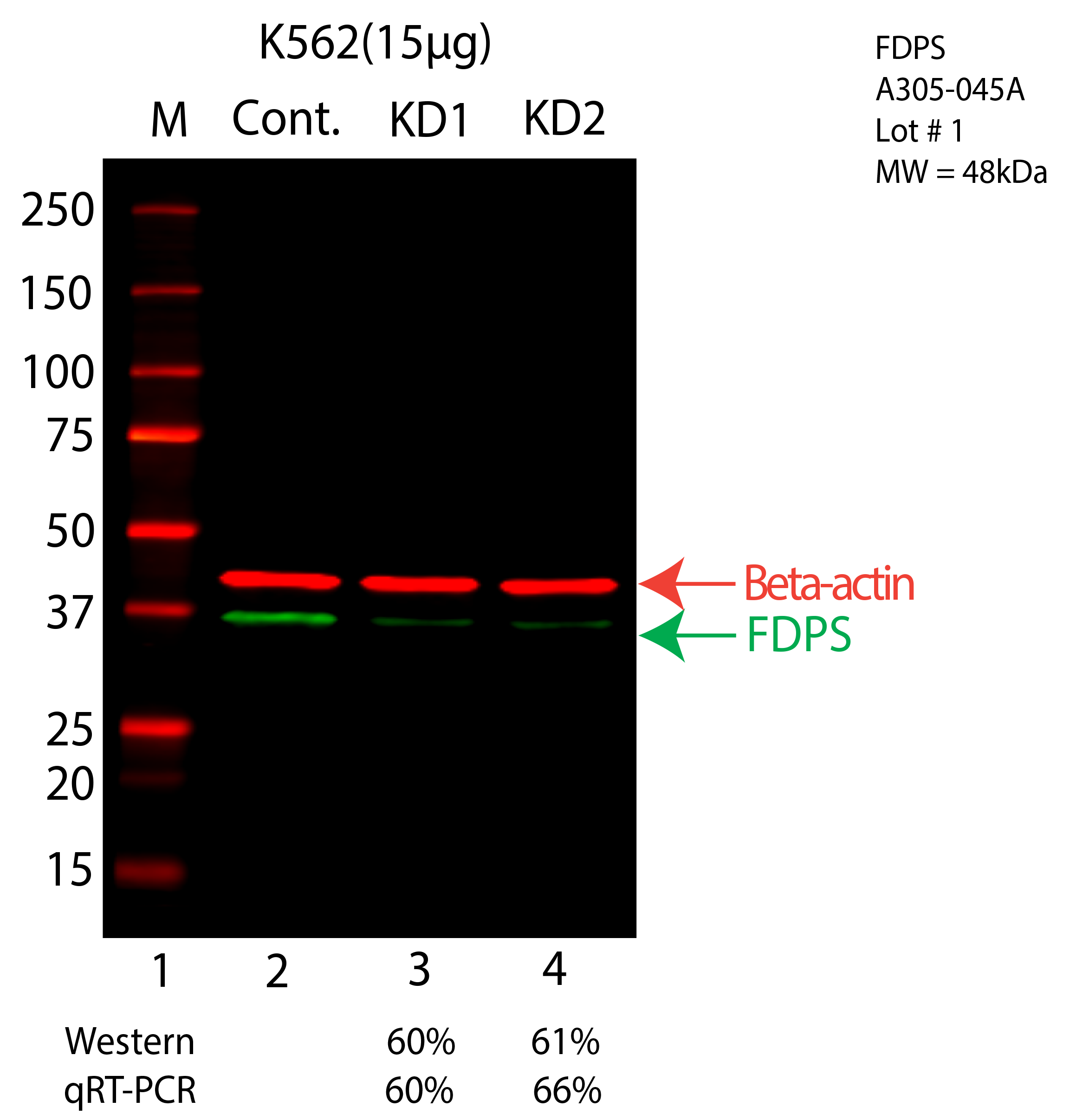 FDPS-K562-CRISPR-A305-045A.png<br>Caption: Western blot following CRISPR against FDPS in K562 whole cell lysate using FDPS specific antibody. Lane 1 is a ladder, lane 2 is K562 non-targeting control knockdown, lane 3 and 4 are two different CRISPR against FDPS. FDPS protein appears as the green arrow, Beta-actin serves as a control and appears in red arrow.