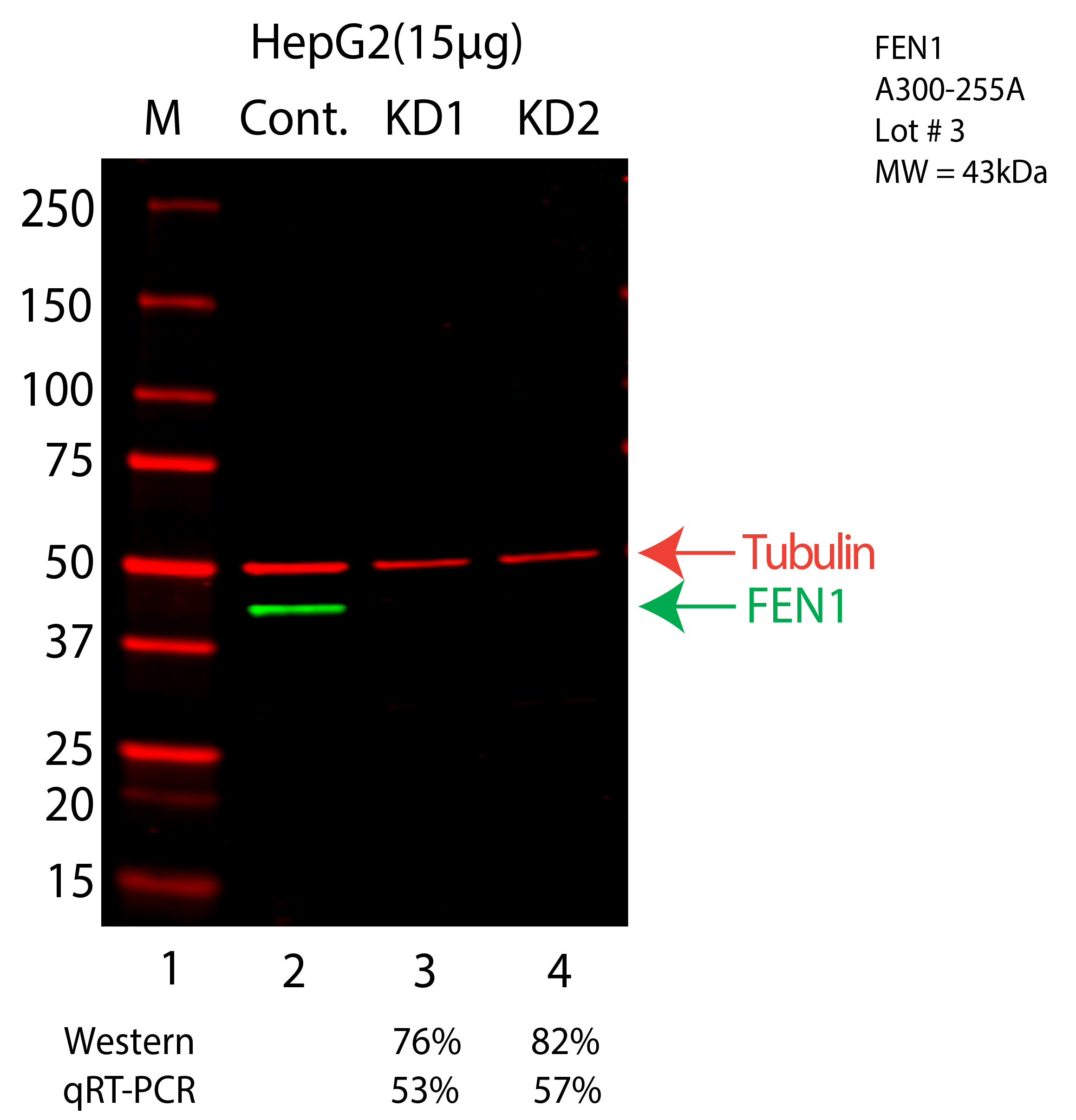 FEN1-HEPG2-CRISPR-A300-255A.png<br>Caption: Western blot following CRISPR against FEN1 in HepG2 whole cell lysate using FEN1 specific antibody. Lane 1 is a ladder, lane 2 is HepG2 non-targeting control knockdown, lane 3 and 4 are two different CRISPR against FEN1. FEN1 protein appears as the green arrow, Tubulin serves as a control and appears in red arrow.