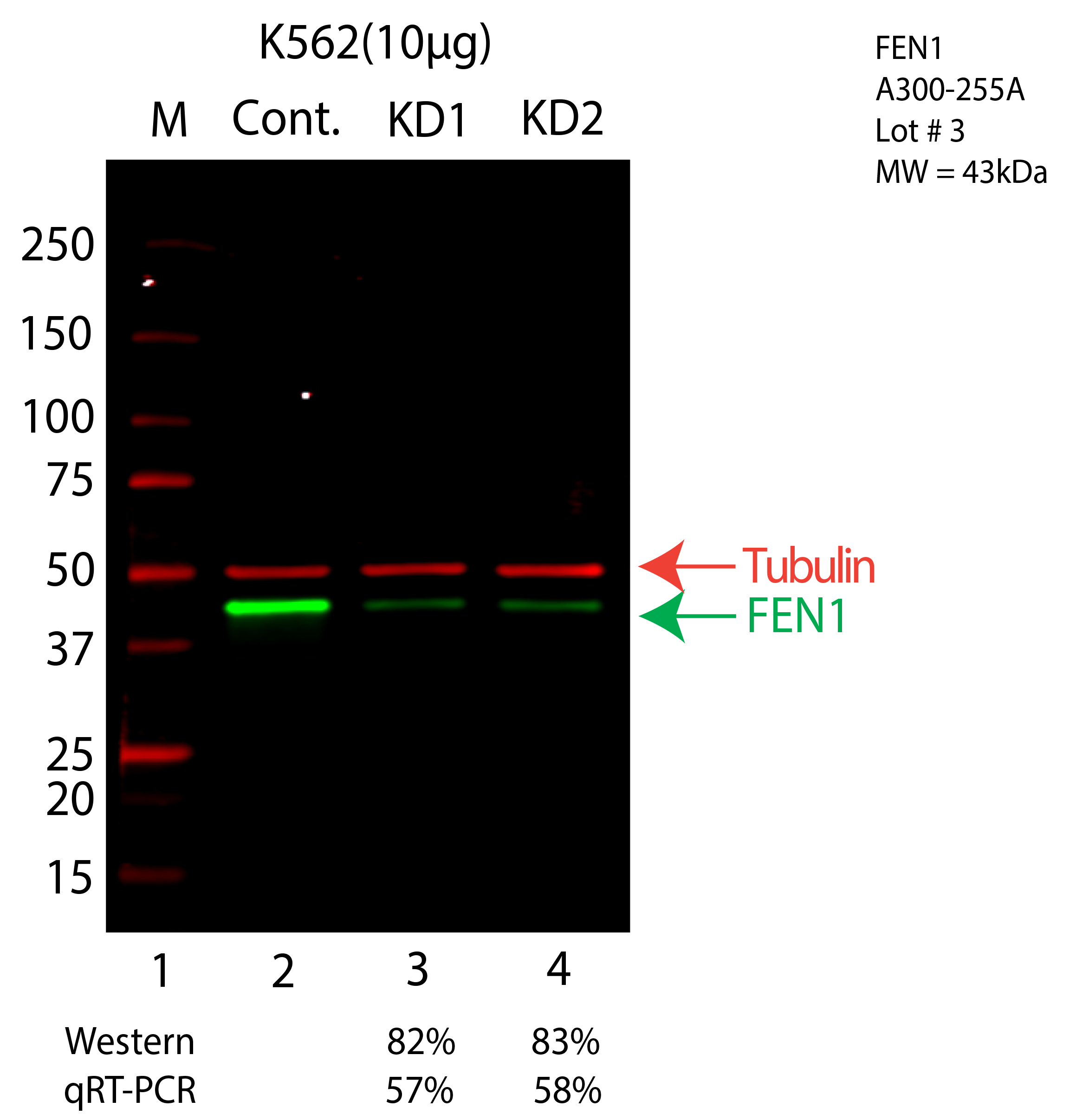 FEN1-K562-CRISPR-A300-255A.png<br>Caption: Western blot following CRISPR against FEN1 in K562 whole cell lysate using FEN1 specific antibody. Lane 1 is a ladder, lane 2 is K562 non-targeting control knockdown, lane 3 and 4 are two different CRISPR against FEN1. FEN1 protein appears as the green arrow, Tubulin serves as a control and appears in red arrow.