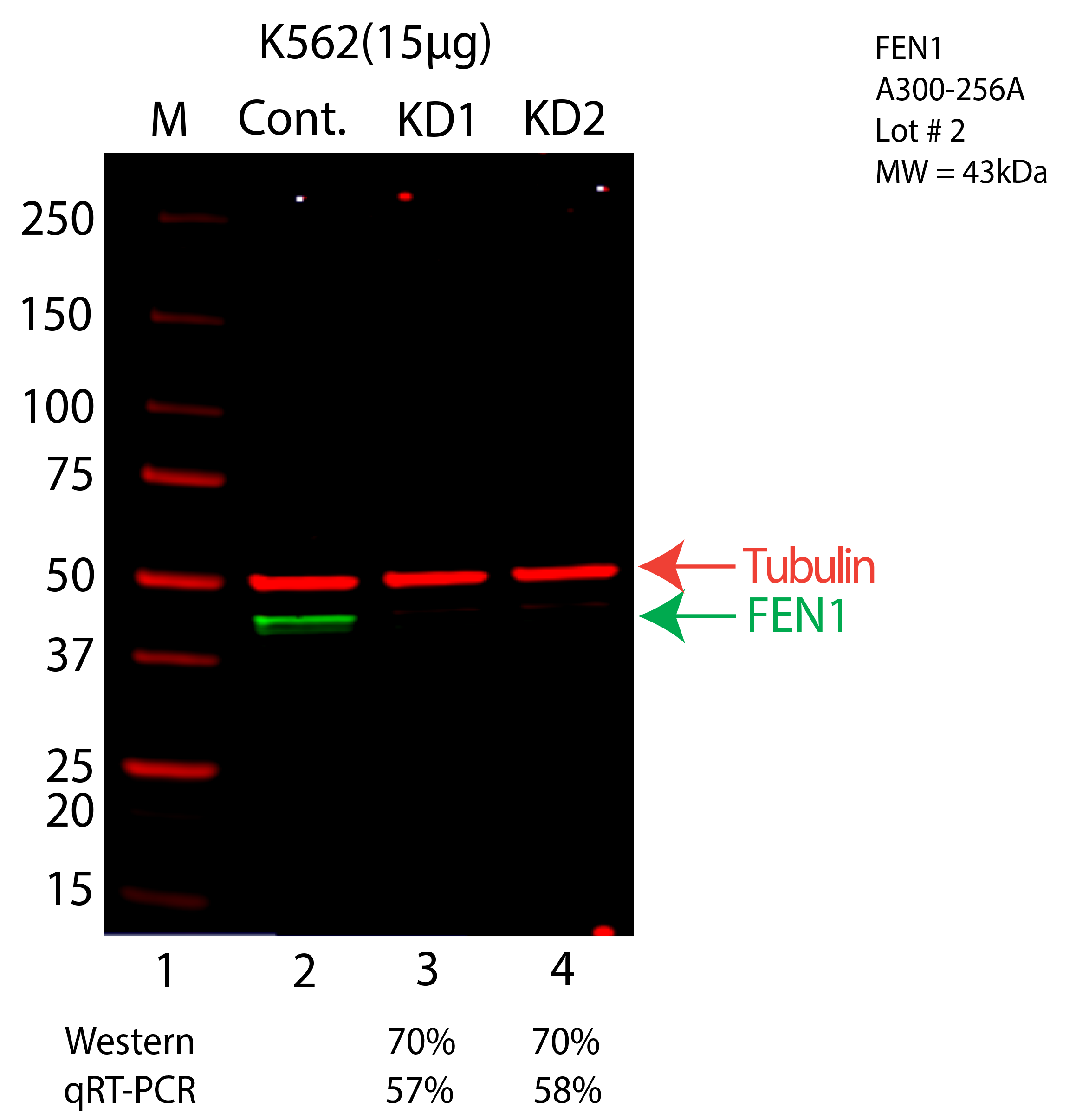 FEN1-K562-CRISPR-A300-256A.png<br>Caption: Western blot following CRISPR against FEN1 in K562 whole cell lysate using FEN1 specific antibody. Lane 1 is a ladder, lane 2 is K562 non-targeting control knockdown, lane 3 and 4 are two different CRISPR against FEN1. FEN1 protein appears as the green arrow, Tubulin serves as a control and appears in red arrow.