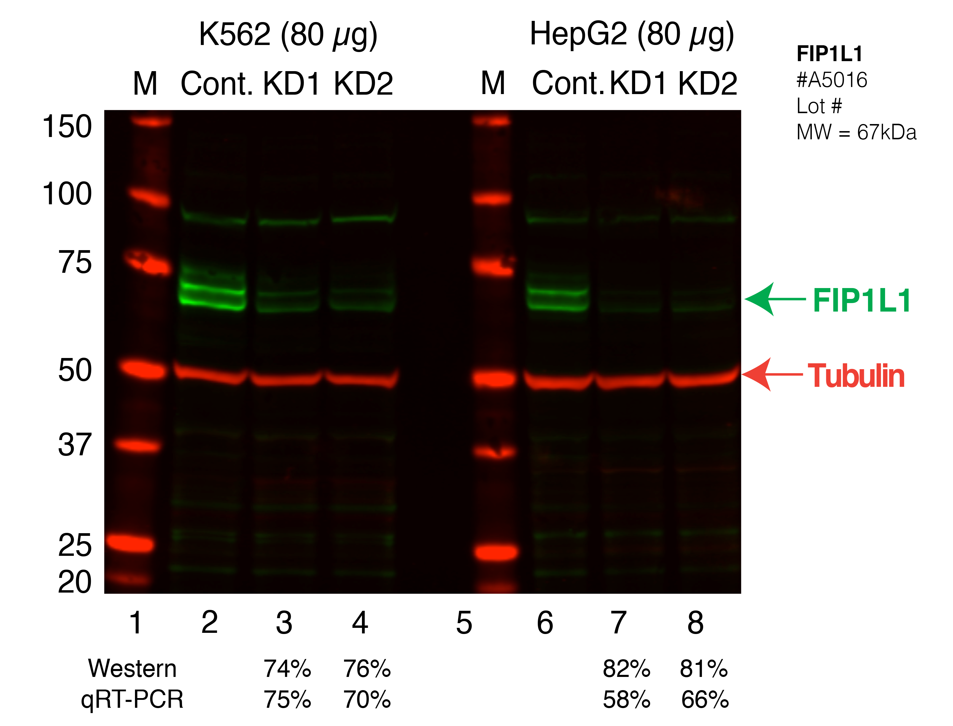 FIP1L1-FU%27S_Secondary_Western.png<br>Caption: Western blot following shRNA against FIP1L1 in K562 and HepG2 whole cell lysate using FIP1L1 specific antibody. Lane 1 is a ladder, lane 2 is K562 non-targeting control knockdown, lane 3 and 4 are two different shRNAs against FIP1L1. Lanes 5-8 follow the same pattern, but in HepG2. FIP1L1 protein appears as the green band, Tubulin serves as a control and appears in red.