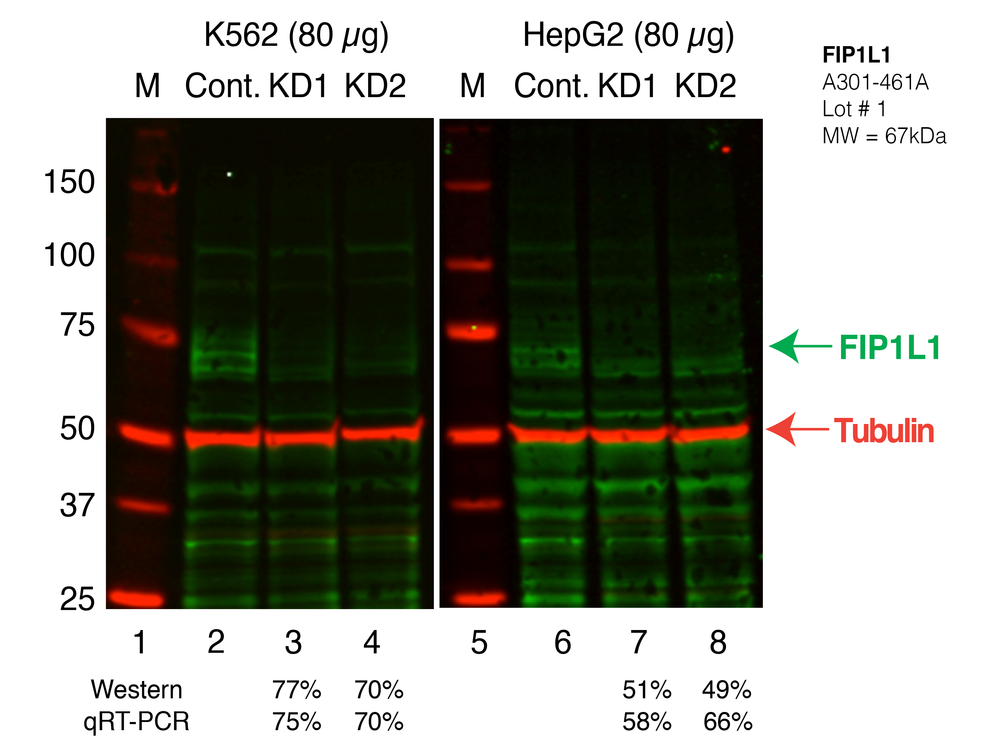 FIP1L1_Secondary_Western.png<br>Caption: Western blot following shRNA against FIP1L1 in K562 and HepG2 whole cell lysate using FIP1L1 specific antibody. Lane 1 is a ladder, lane 2 is K562 non-targeting control knockdown, lane 3 and 4 are two different shRNAs against FIP1L1. Lanes 5-8 follow the same pattern, but in HepG2. FIP1L1 protein appears as the green band, Tubulin serves as a control and appears in red.