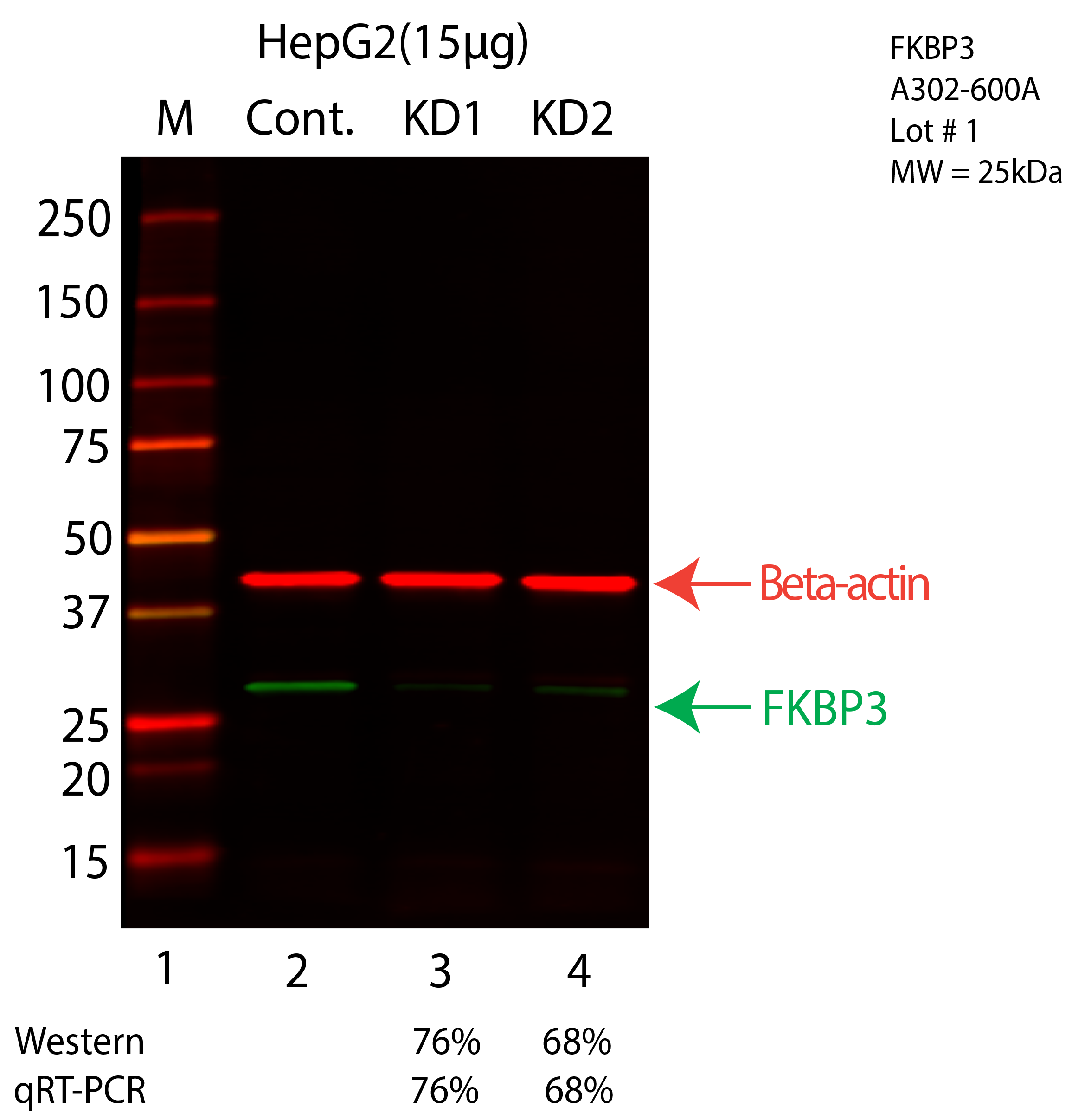 FKBP3-HEPG2-CRISPR-A302-600A.png<br>Caption: Western blot following CRISPR against FKBP3 in HepG2 whole cell lysate using FKBP3 specific antibody. Lane 1 is a ladder, lane 2 is HepG2 non-targeting control knockdown, lane 3 and 4 are two different CRISPR against FKBP3. FKBP3 protein appears as the green arrow, Beta-actin serves as a control and appears in red arrow.