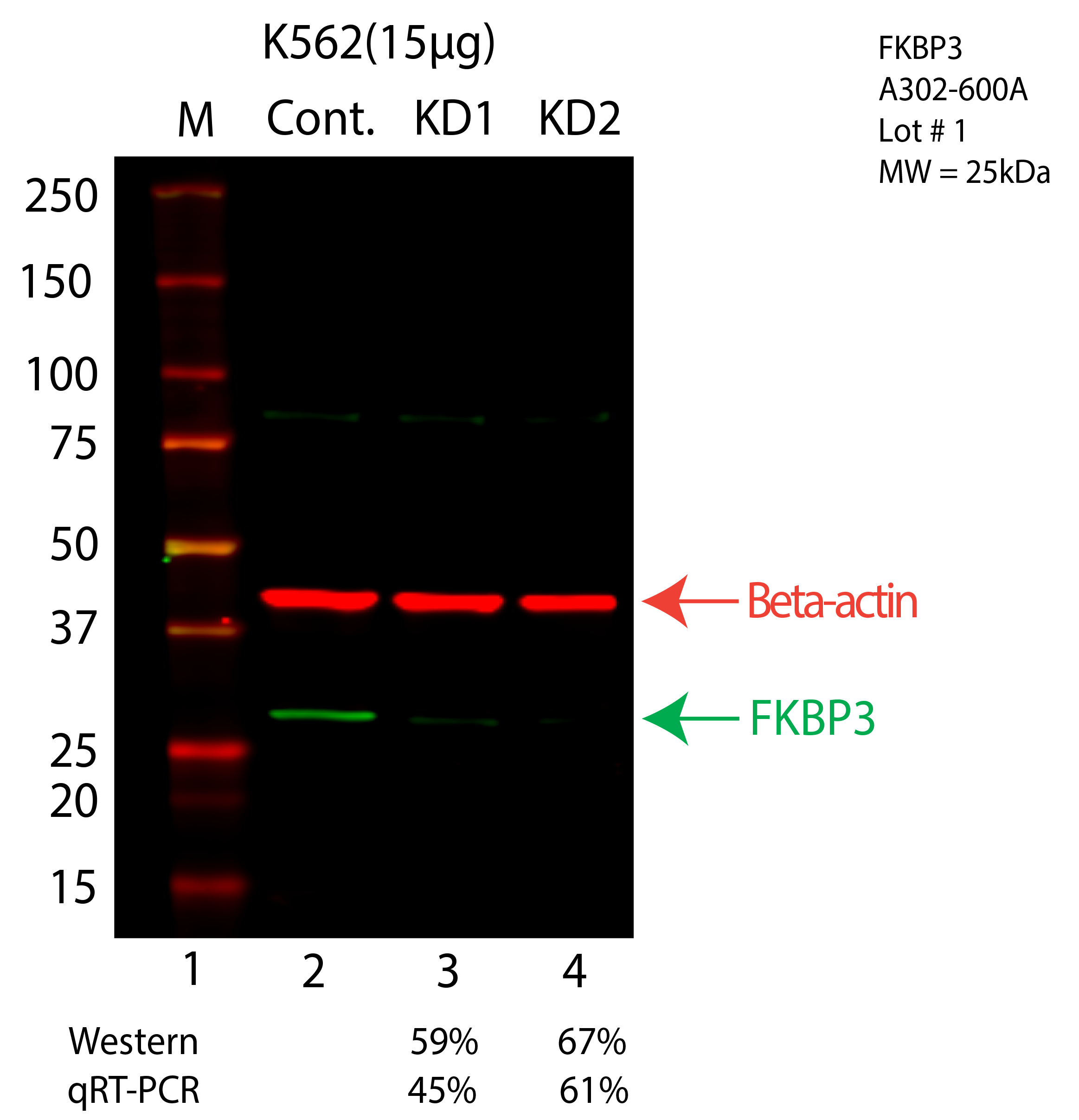 FKBP3-K562-CRISPR-A302-600A.png<br>Caption: Western blot following CRISPR against FKBP3 in K562 whole cell lysate using FKBP3 specific antibody. Lane 1 is a ladder, lane 2 is K562 non-targeting control knockdown, lane 3 and 4 are two different CRISPR against FKBP3. FKBP3 protein appears as the green arrow, Beta-actin serves as a control and appears in red arrow.