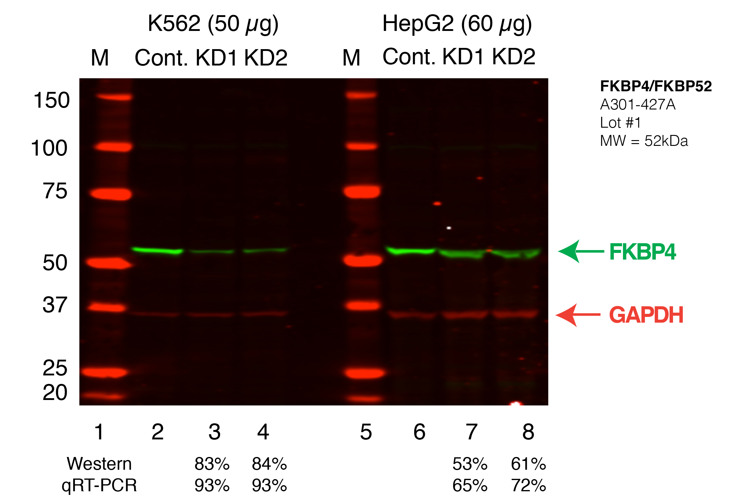 FKBP4_Secondary_Western.png<br>Caption: Western blot following shRNA against FKBP4 in K562 and HepG2 whole cell lysate using FKBP4 specific antibody. Lane 1 is a ladder, lane 2 is K562 non-targeting control knockdown, lane 2 and 3 are two different shRNAs against FKBP4. Lanes 5-7 follow the same pattern, but in HepG2. FKBP4 protein appears as the green band, GAPDH serves as a control and appears in red.