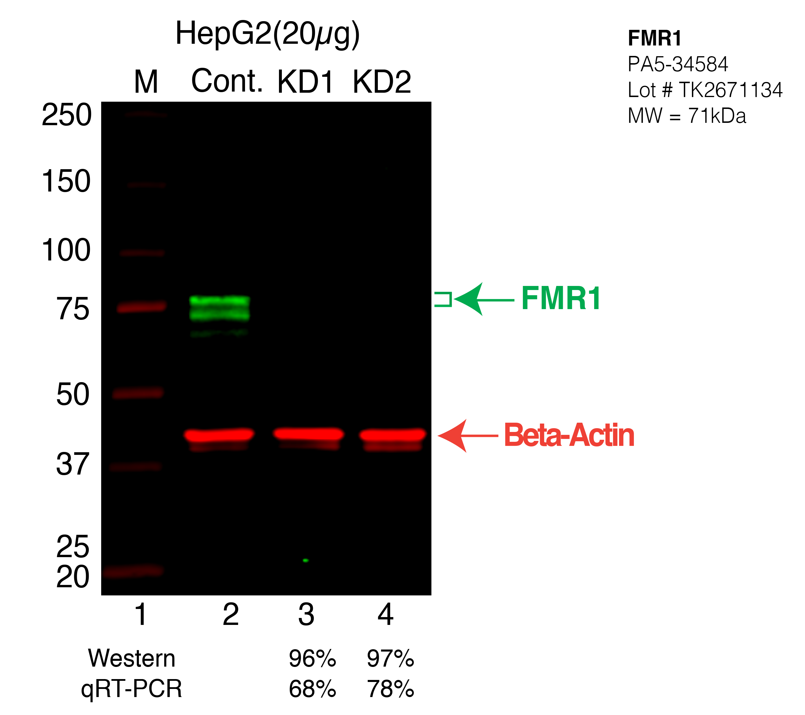 FMR1-HEPG2-PA5-34584.png<br>Caption: Western blot following shRNA against FMR1 in HepG2 whole cell lysate using FMR1 specific antibody. Lane 1 is a ladder, lane 2 is HepG2 non-targeting control knockdown, lane 3 and 4 are two different shRNA against FMR1. FMR1 protein appears as the green arrow, Beta-actin serves as a control and appears in red arrow.