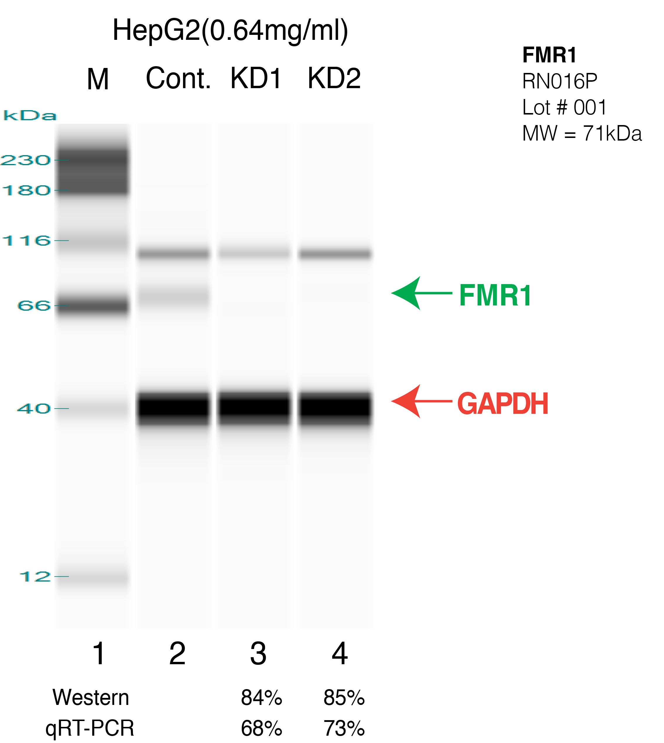 FMR1-HEPG2.png<br>Caption: Western blot following shRNA against FMR1 in HepG2 whole cell lysate using FMR1 specific antibody. Lane 1 is a ladder, lane 2 is HepG2 non-targeting control knockdown, lane 3 and 4 are two different shRNAs against FMR1. FMR1 protein appears as the green arrow, GAPDH serves as a control and appears in red arrow.