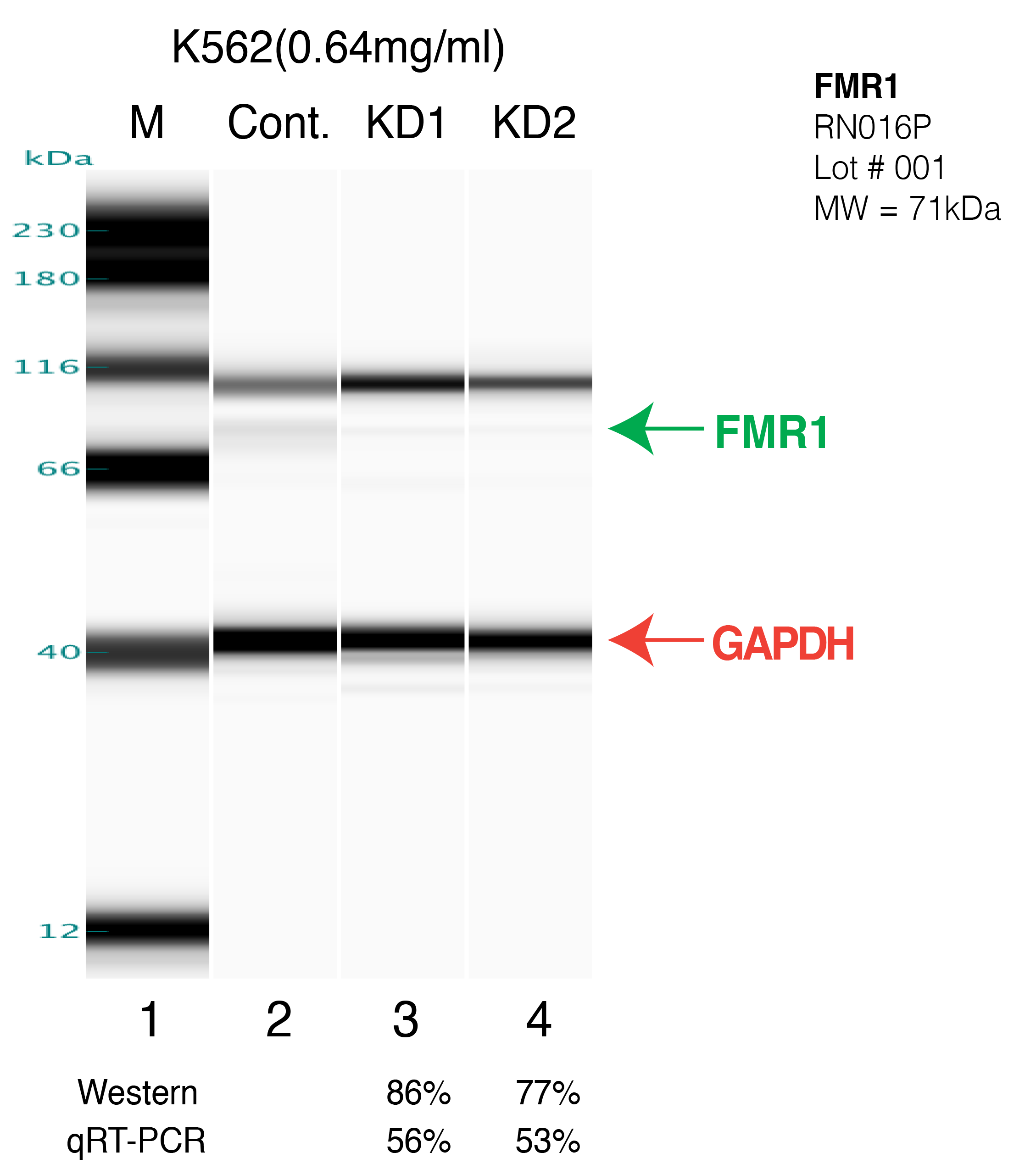 FMR1-K562.png<br>Caption: Western blot following shRNA against FMR1 in k562 whole cell lysate using FMR1 specific antibody. Lane 1 is a ladder, lane 2 is k562 non-targeting control knockdown, lane 3 and 4 are two different shRNAs against FMR1. FMR1 protein appears as the green arrow, GAPDH serves as a control and appears in red arrow.